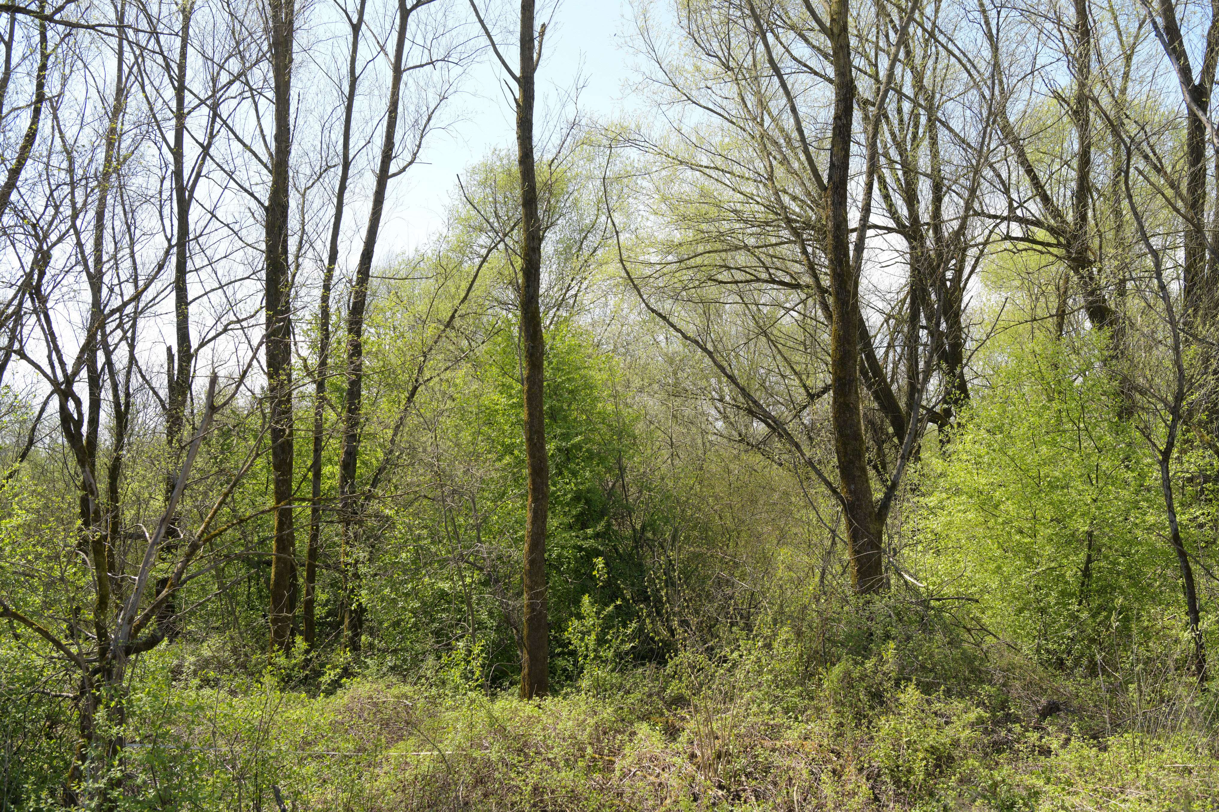 Zemljišče Nikole Petrovića v Ljubljani (Foto: N1)