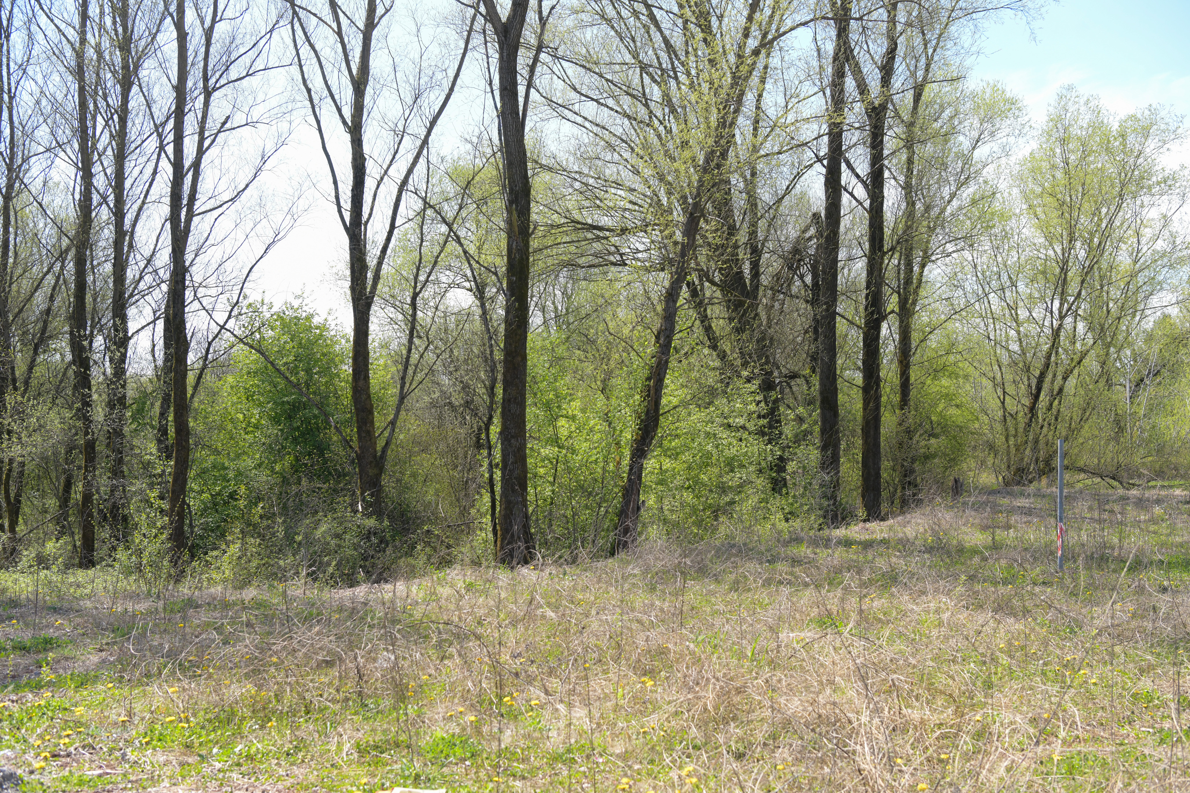 Zemljišče Nikole Petrovića v Ljubljani (Foto: N1)