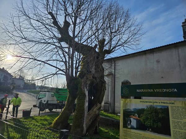 Erazmova lipa v Predjami (Foto: Občina Postojna)