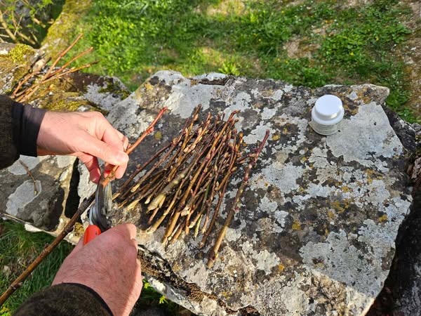 Erazmova lipa, predjama