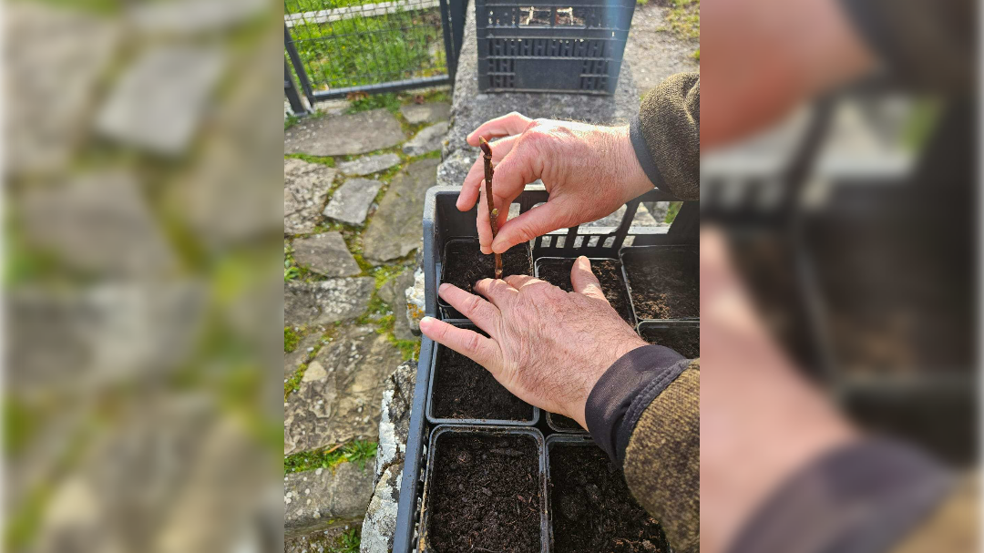 Erazmova lipa, predjama