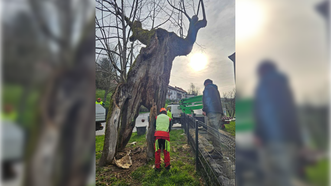 Erazmova lipa, predjama