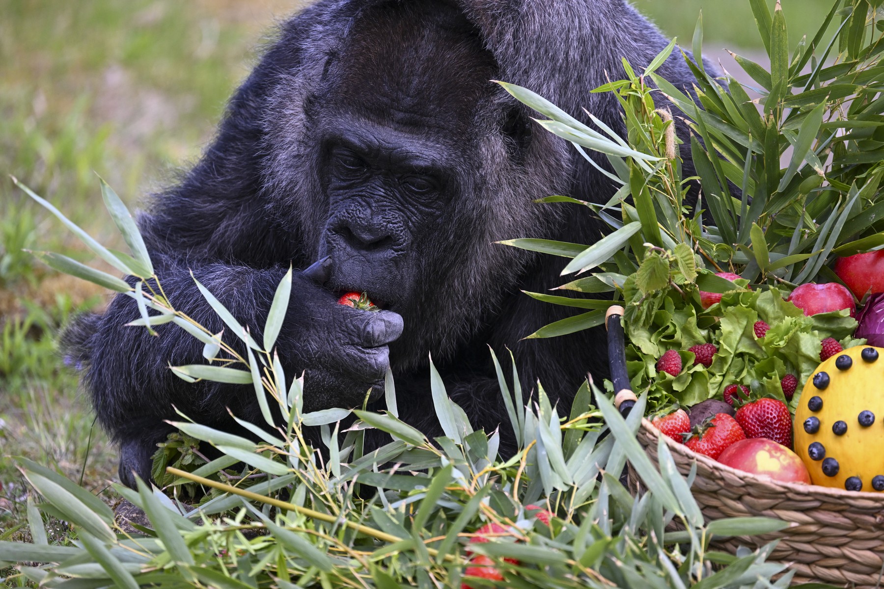 Najstarejša gorila na svetu Fatou (Foto: PROFIMEDIA)
