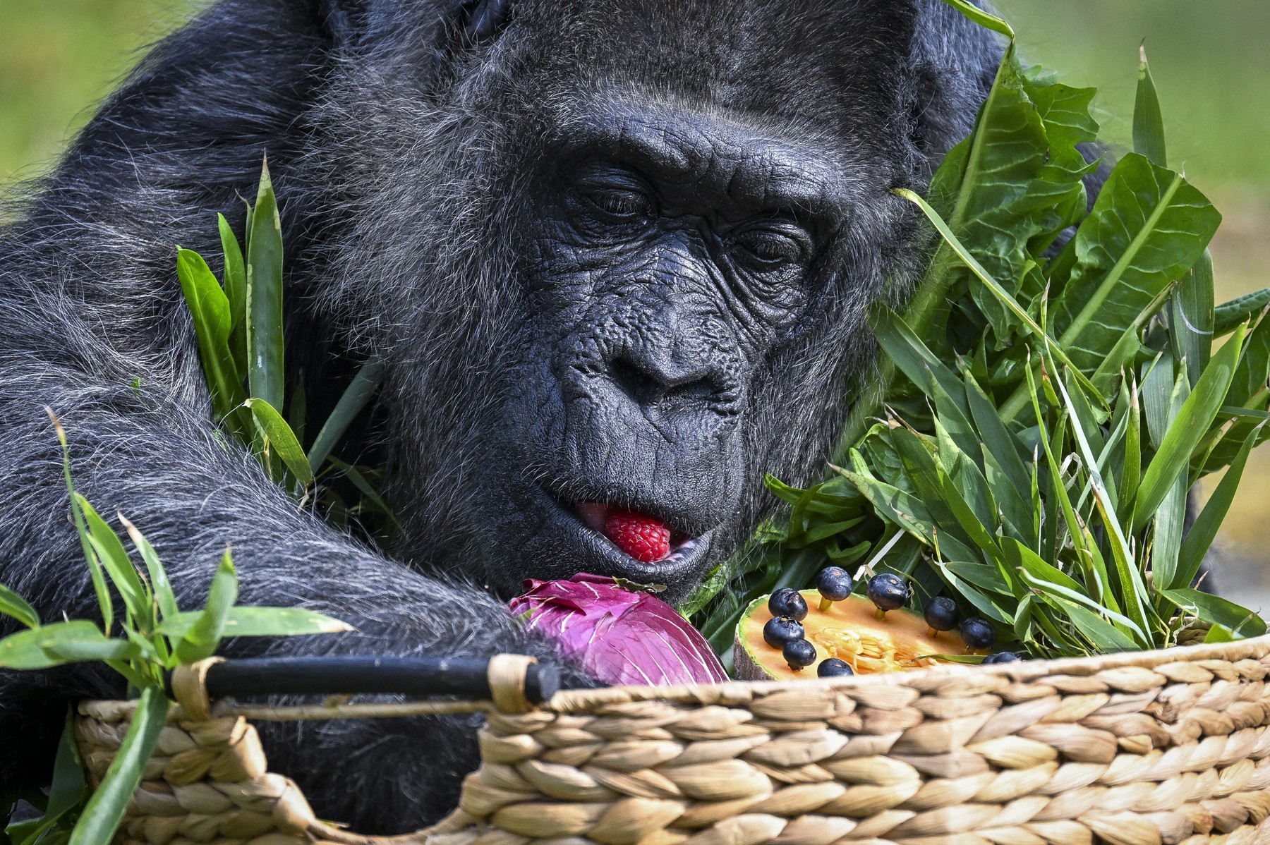 Najstarejša gorila na svetu Fatou