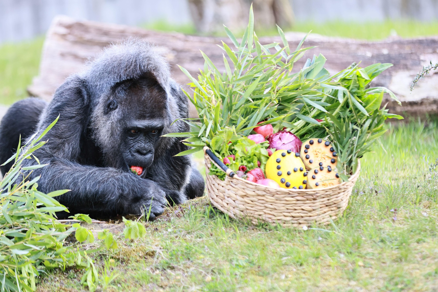 Najstarejša gorila na svetu Fatou (Foto: PROFIMEDIA)