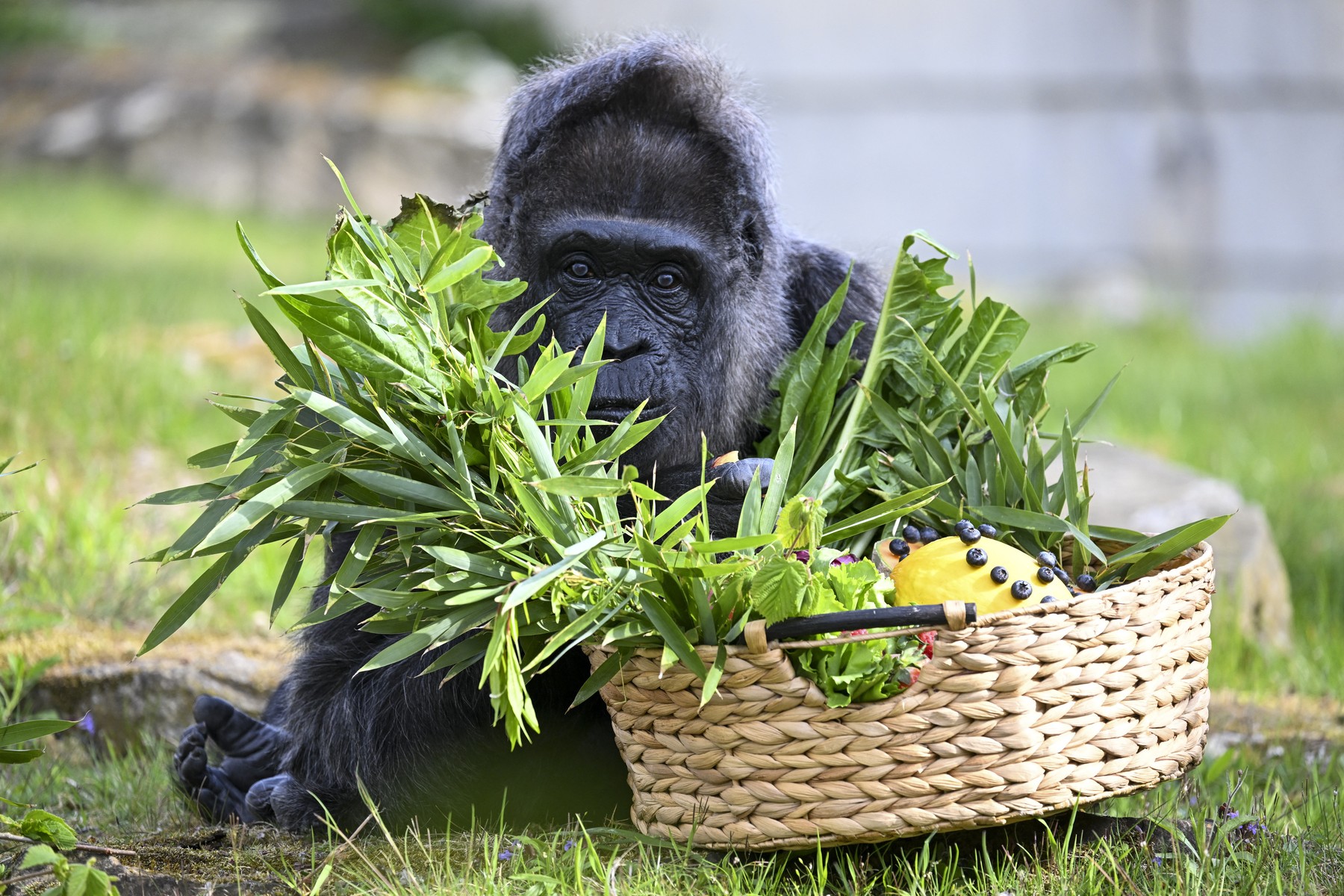 Najstarejša gorila na svetu Fatou (Foto: PROFIMEDIA)