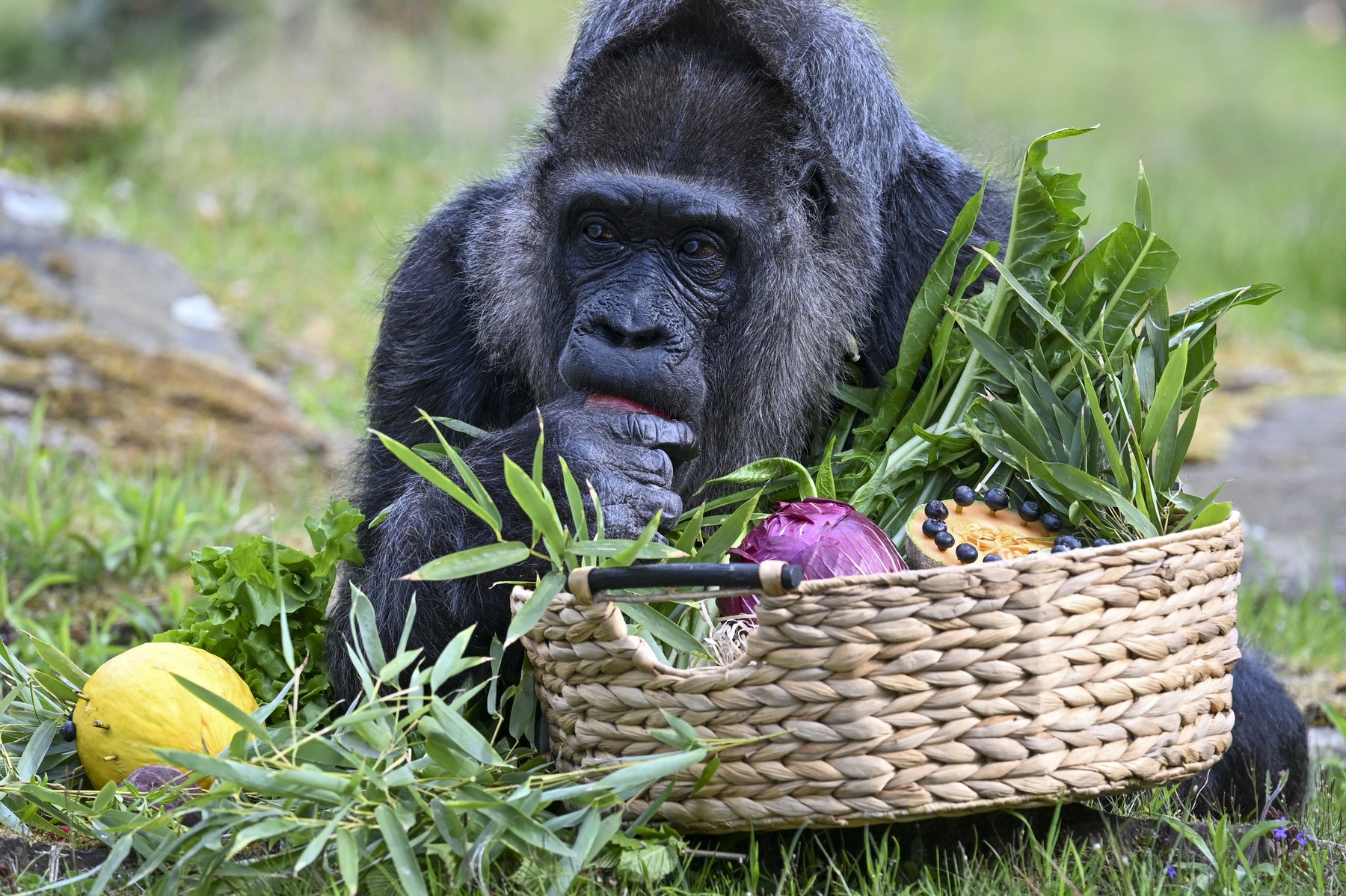 Najstarejša gorila na svetu Fatou (Foto: PROFIMEDIA)