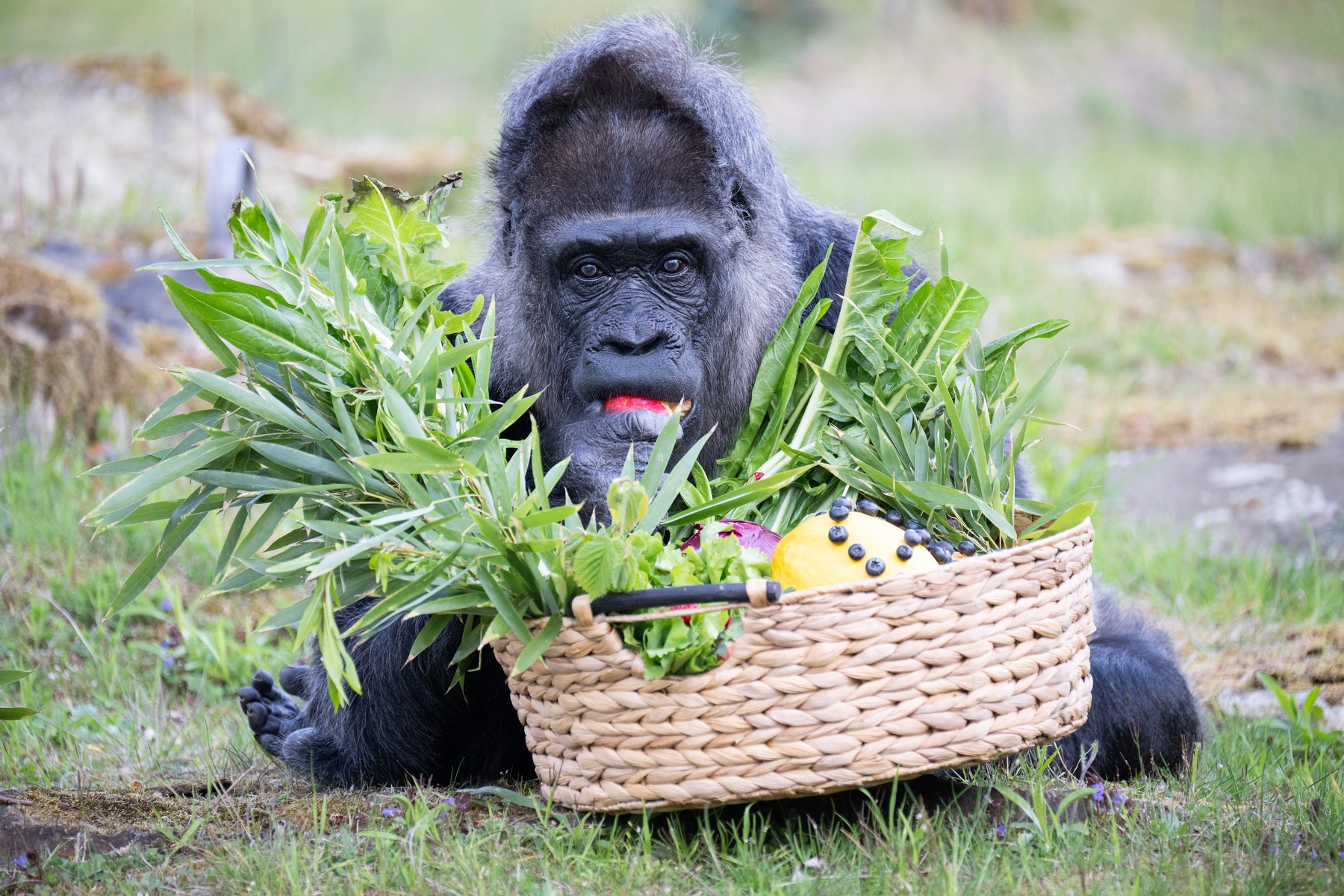 Najstarejša gorila na svetu Fatou