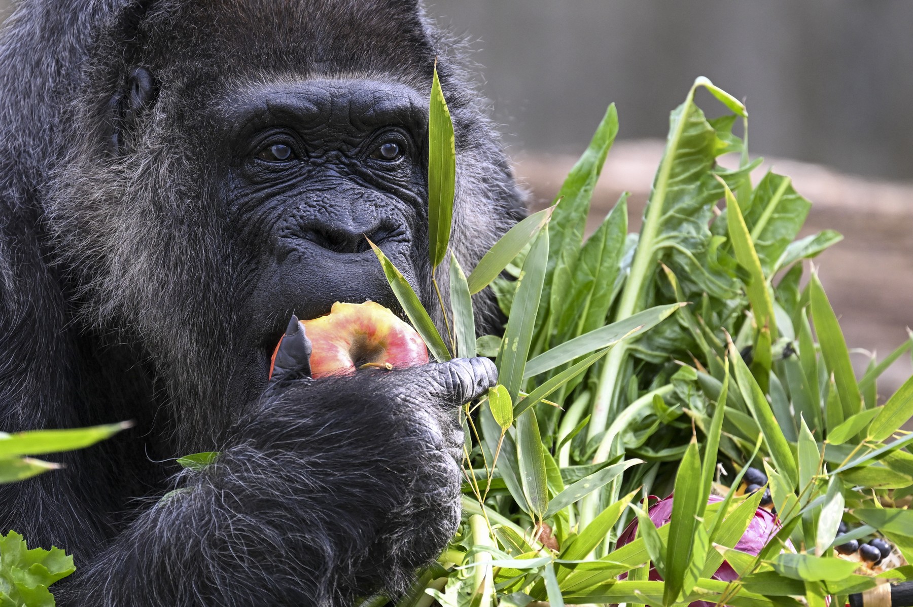 Najstarejša gorila na svetu Fatou