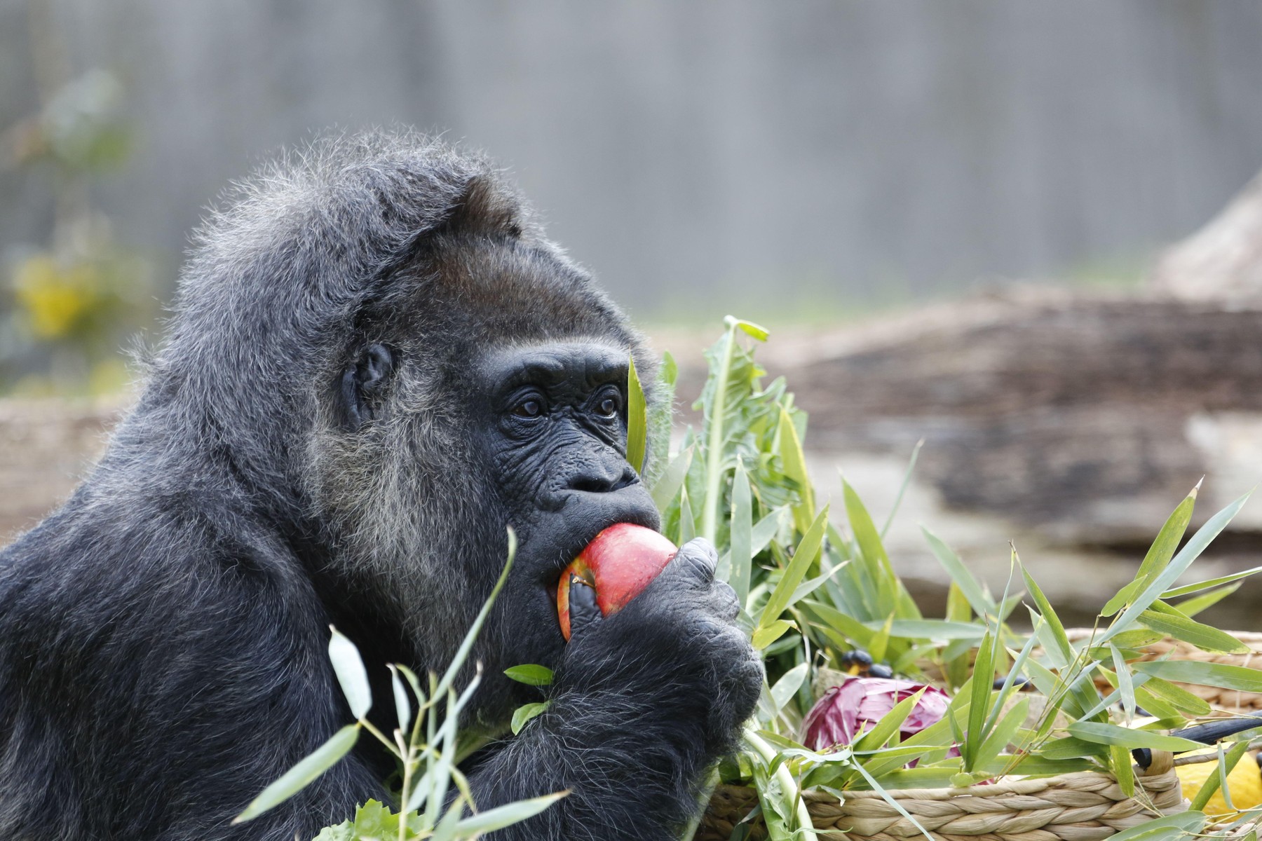 Najstarejša gorila na svetu Fatou