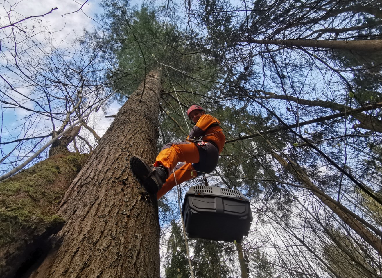 jamarji maček, reševalna akcija