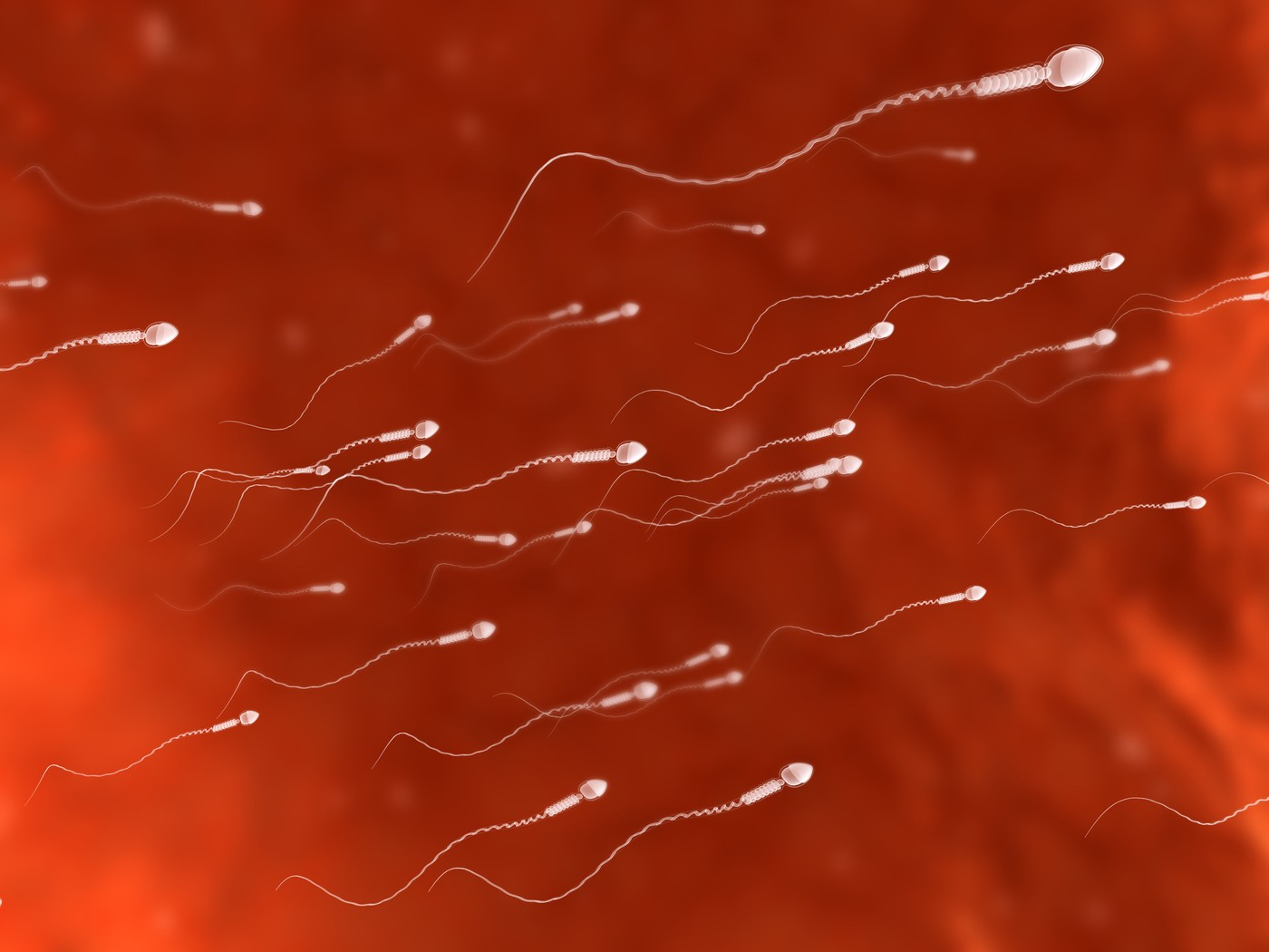 človeška sperma, semenčice