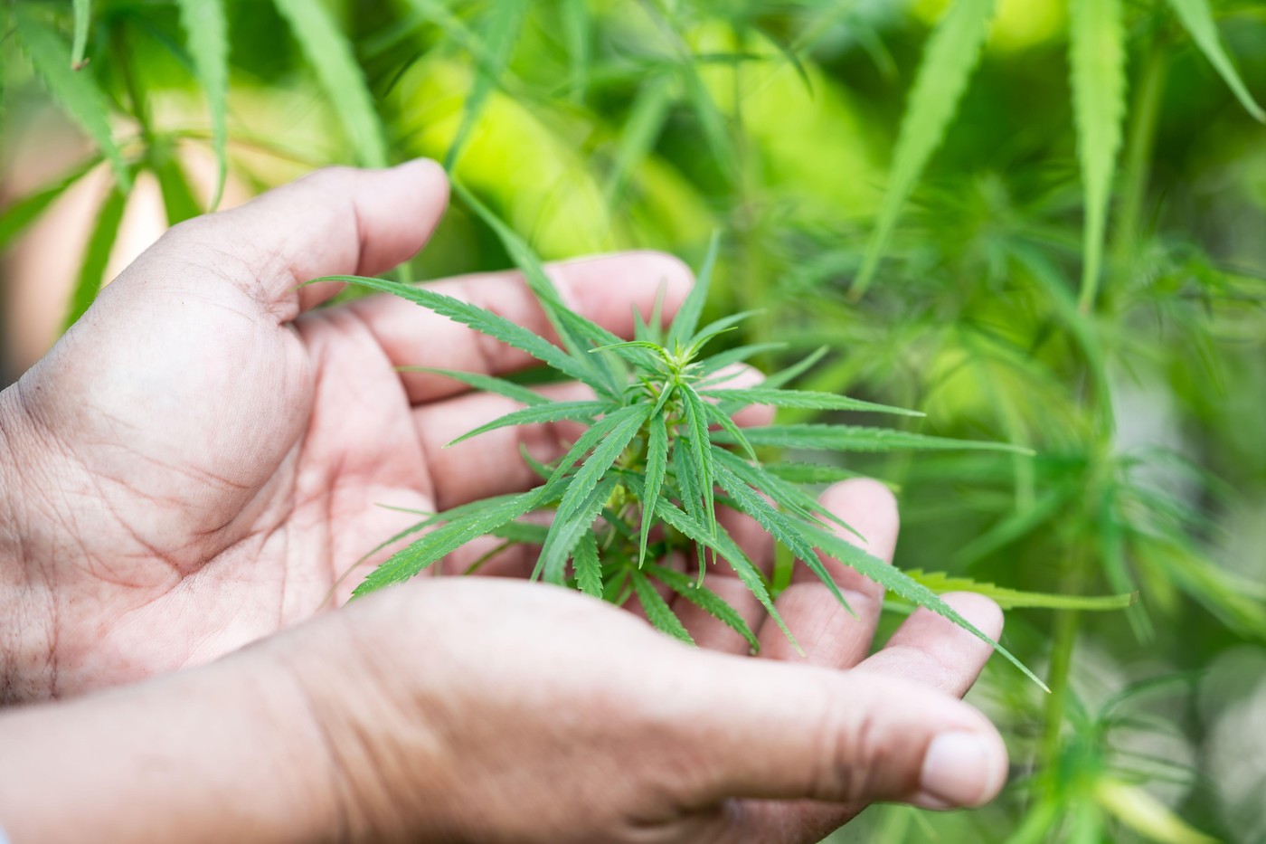 Cannabis, marijuana and Cannabinoids plant, alternative herb medical concept.