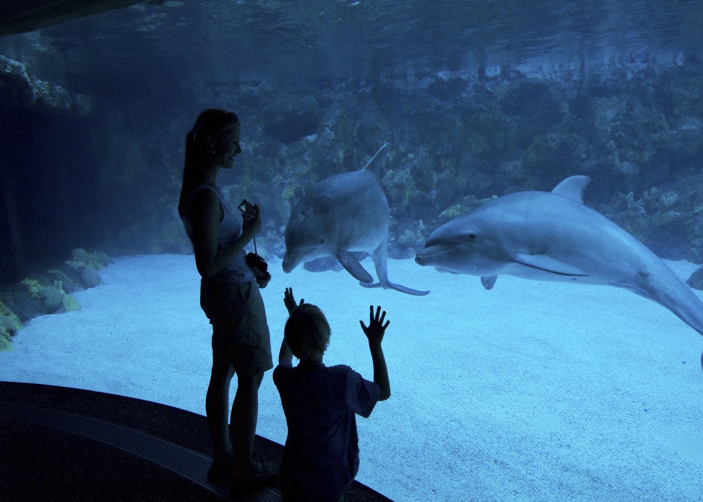 delfini, Seaworld, Florida