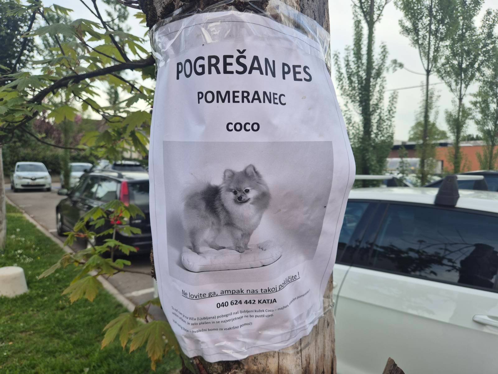 Pogrešani Coco