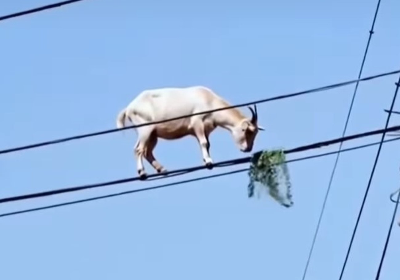 koza na žici daljnovoda, Brazilija, viralno