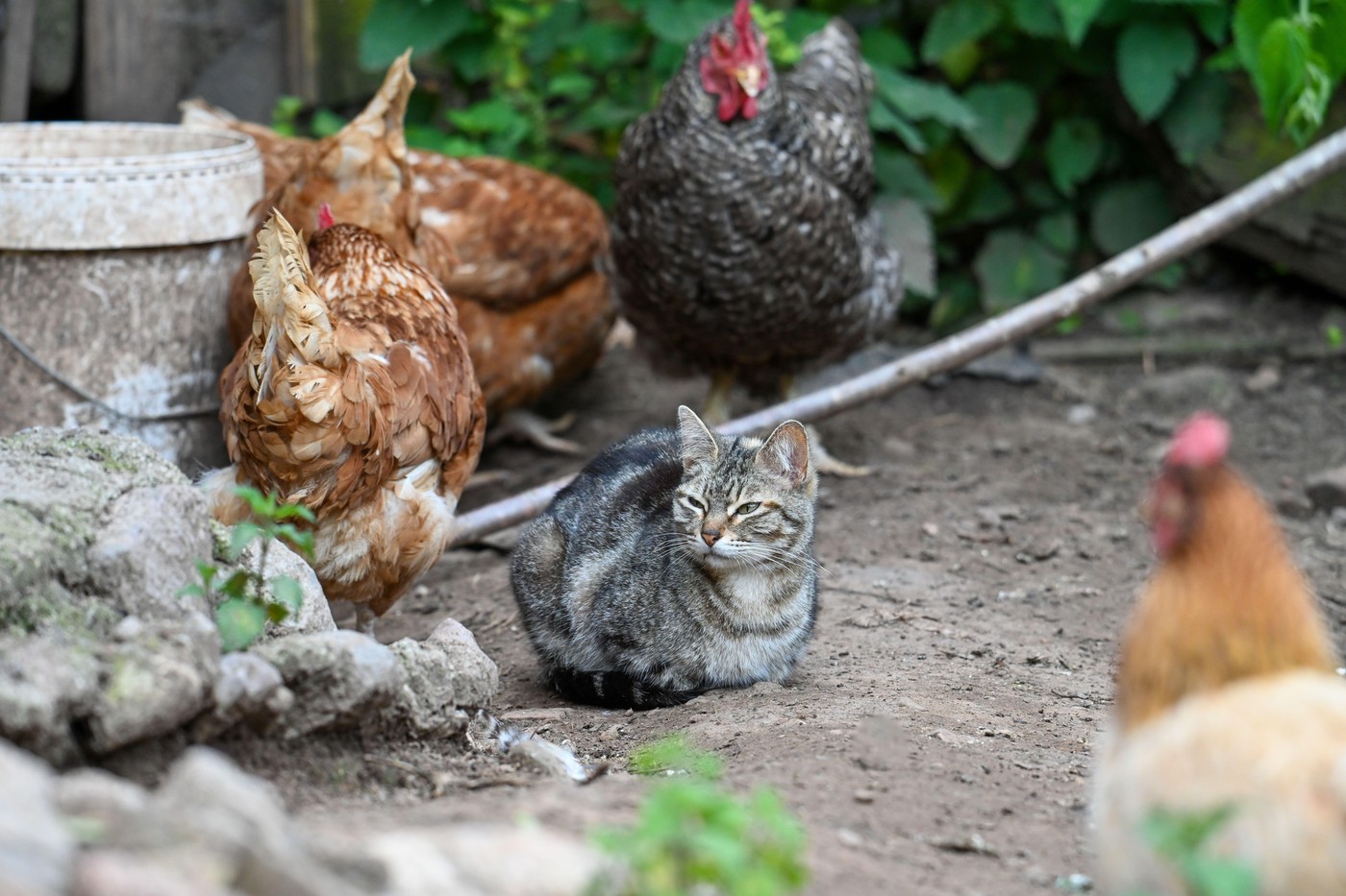 kokoši, mačka