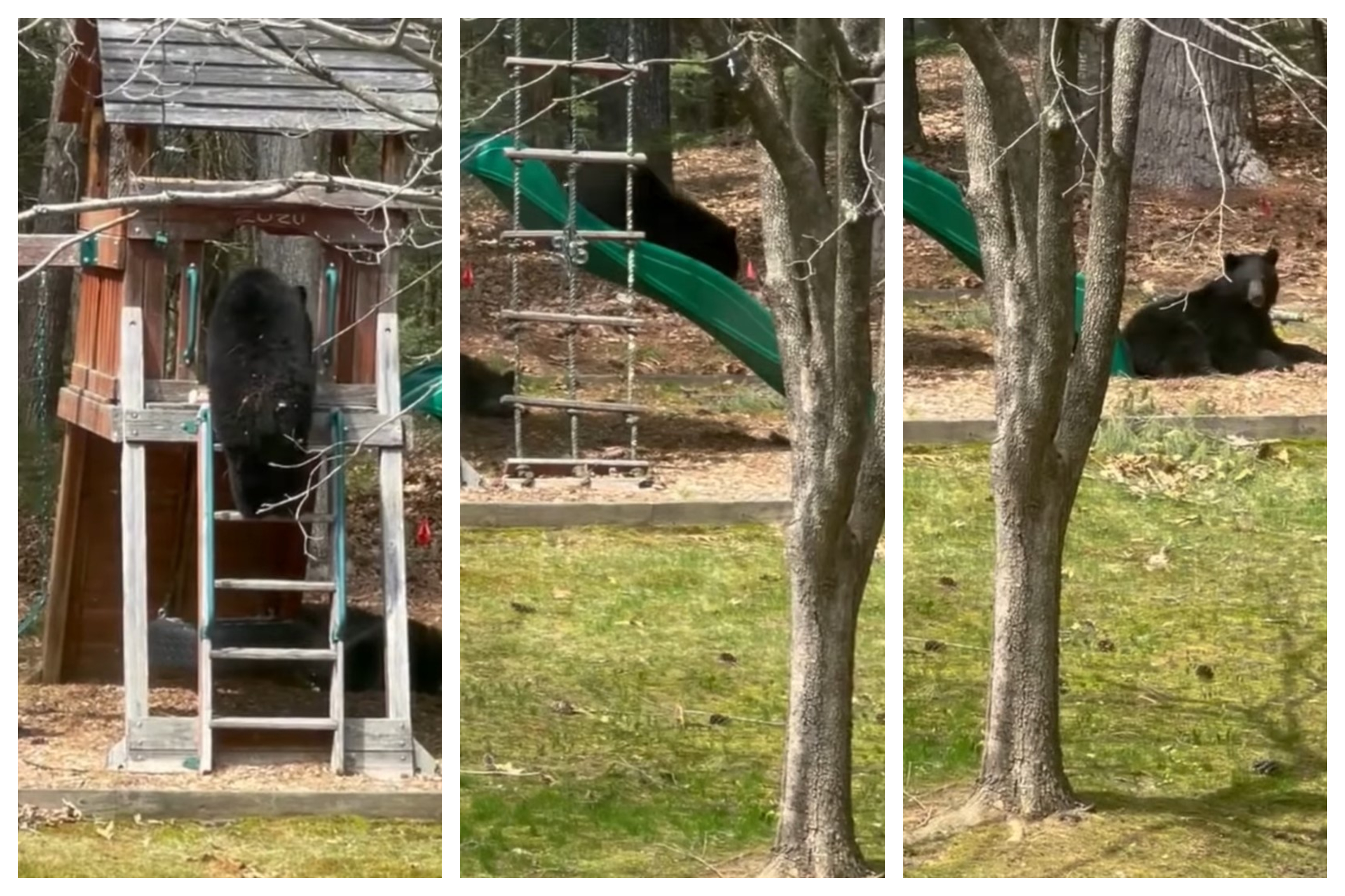 medved na toboganu, viralno