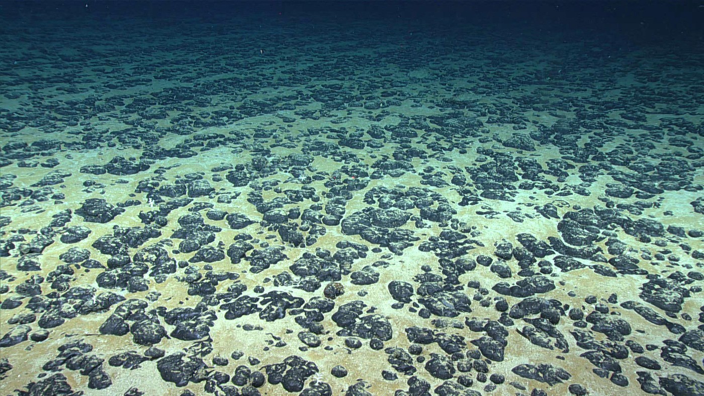 Seafloor covered with manganese nodules. 2019 Southeastern U.S. Deep-sea Exploration.