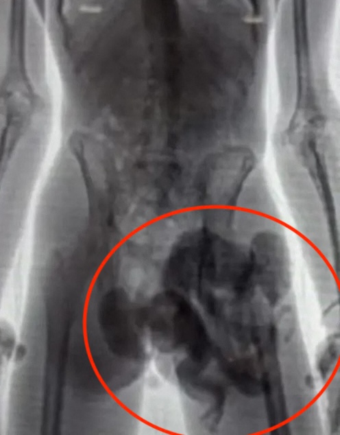 tihotapljenje opic, medellin, kolumbija