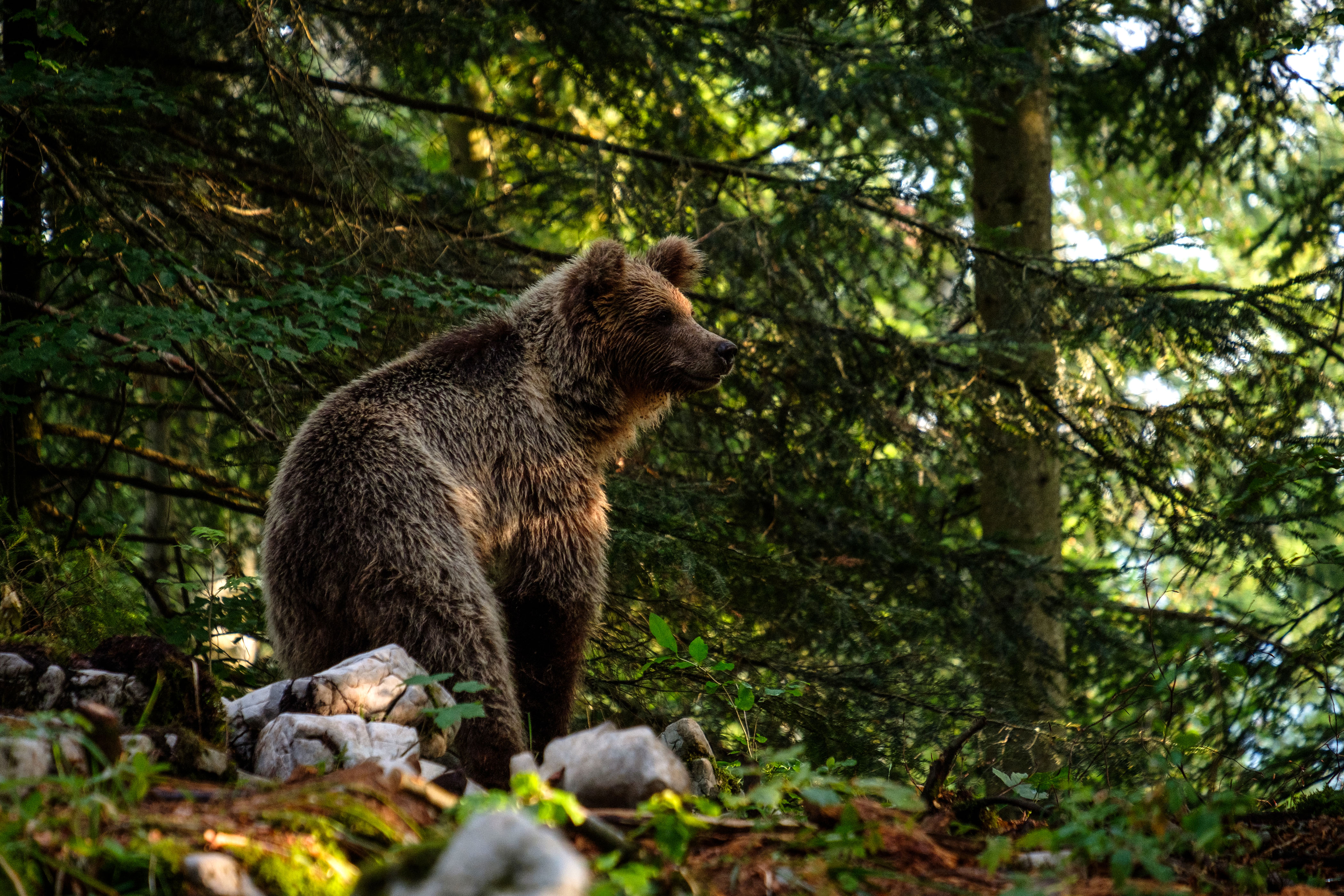 Rjavi medved v Loškem potoku