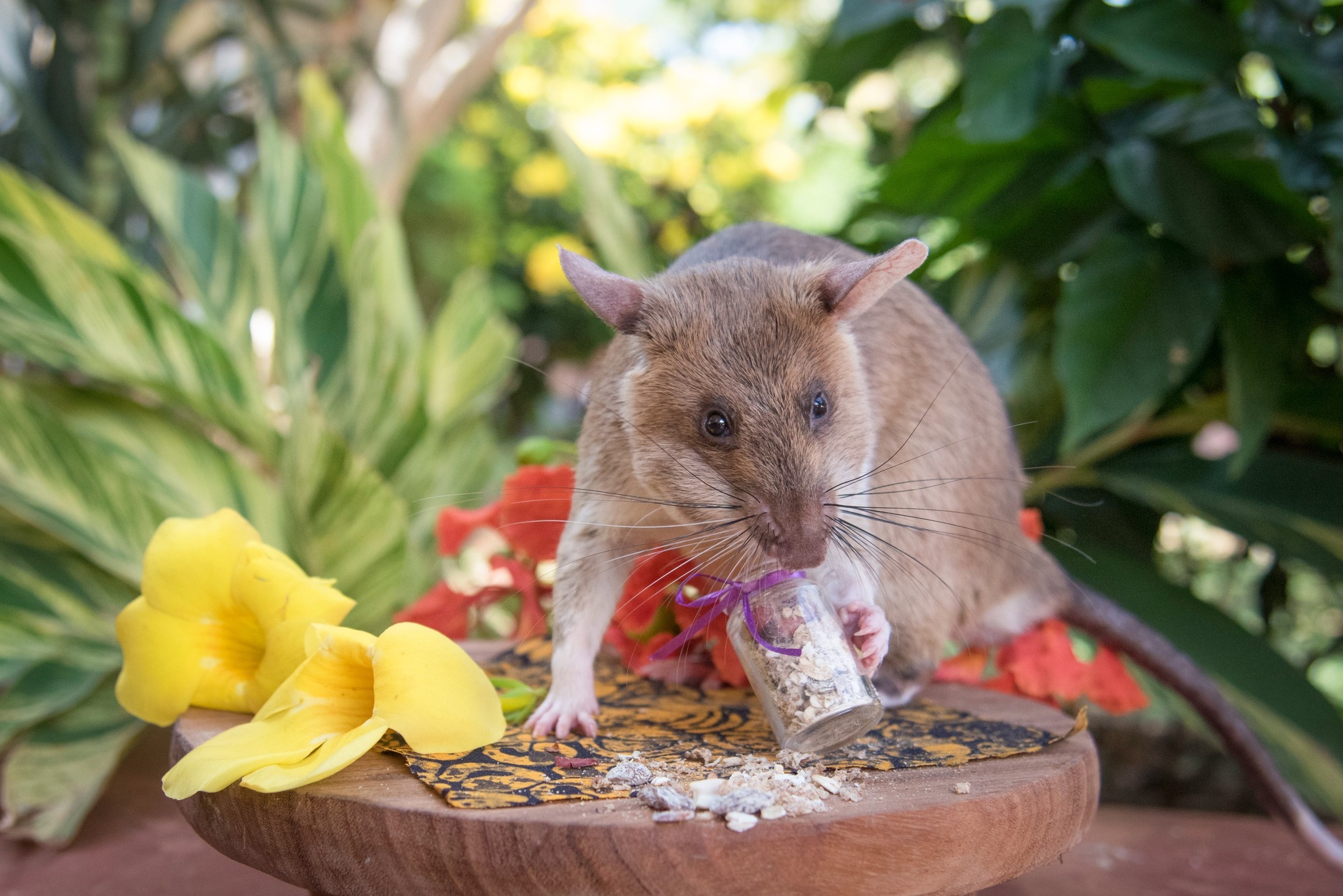 Afriška podgana vrečarica