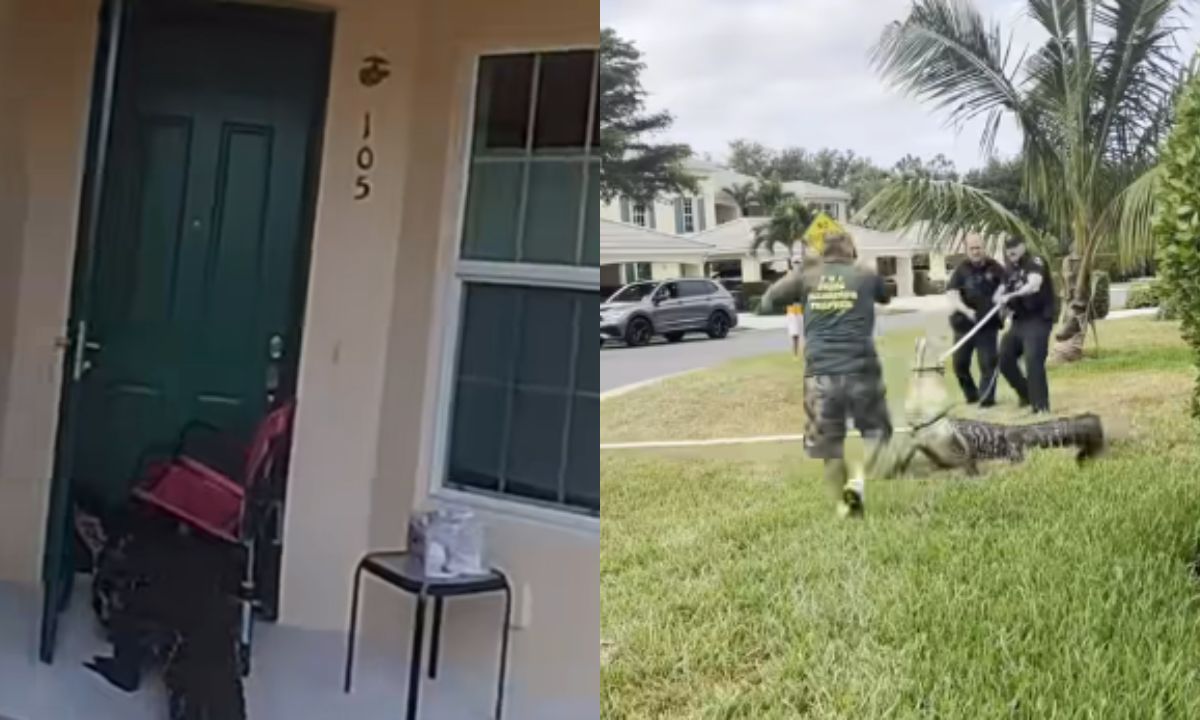 Aligator v floridski soseski