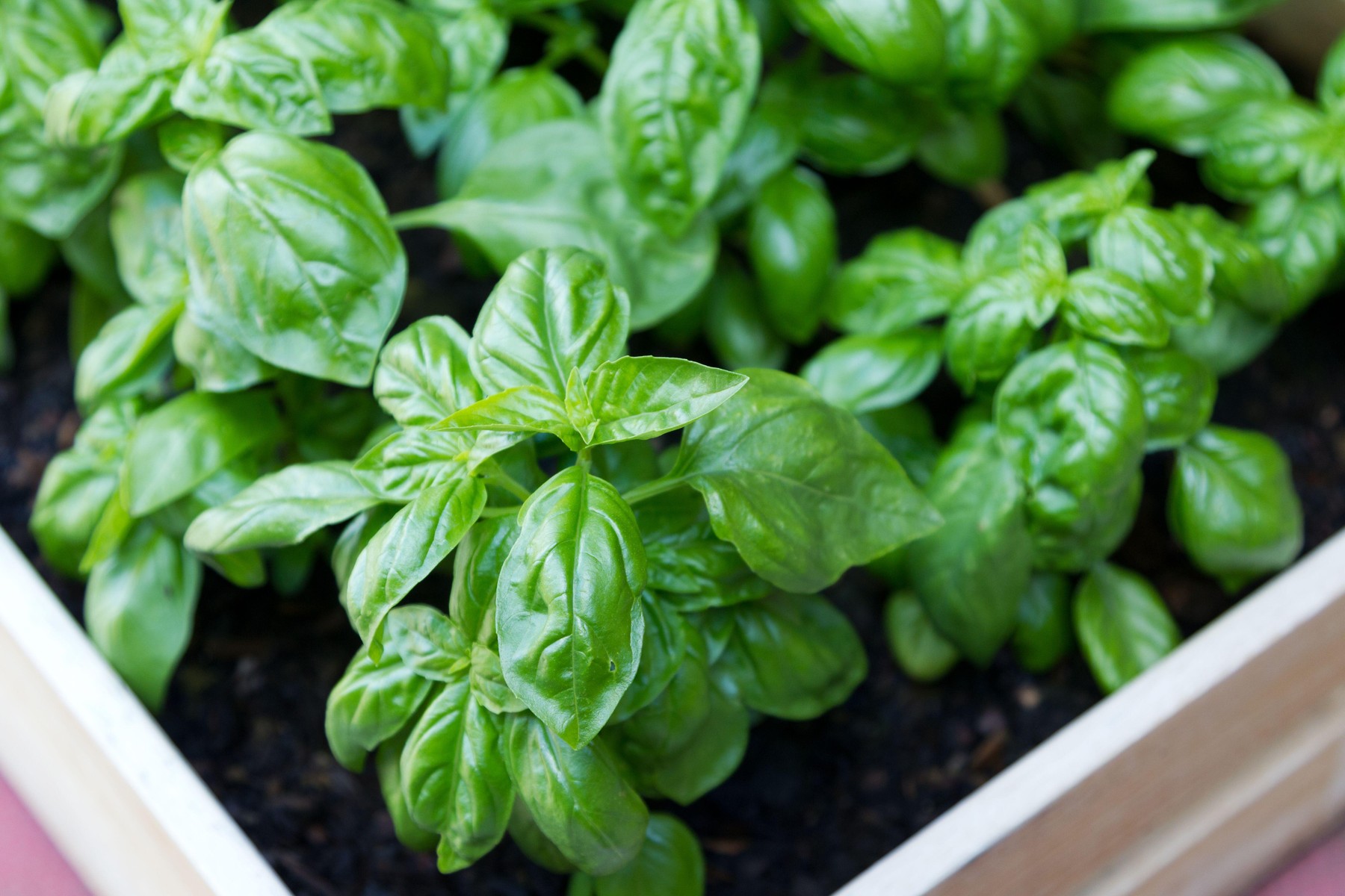 Rastlina za odganjanje komarjev