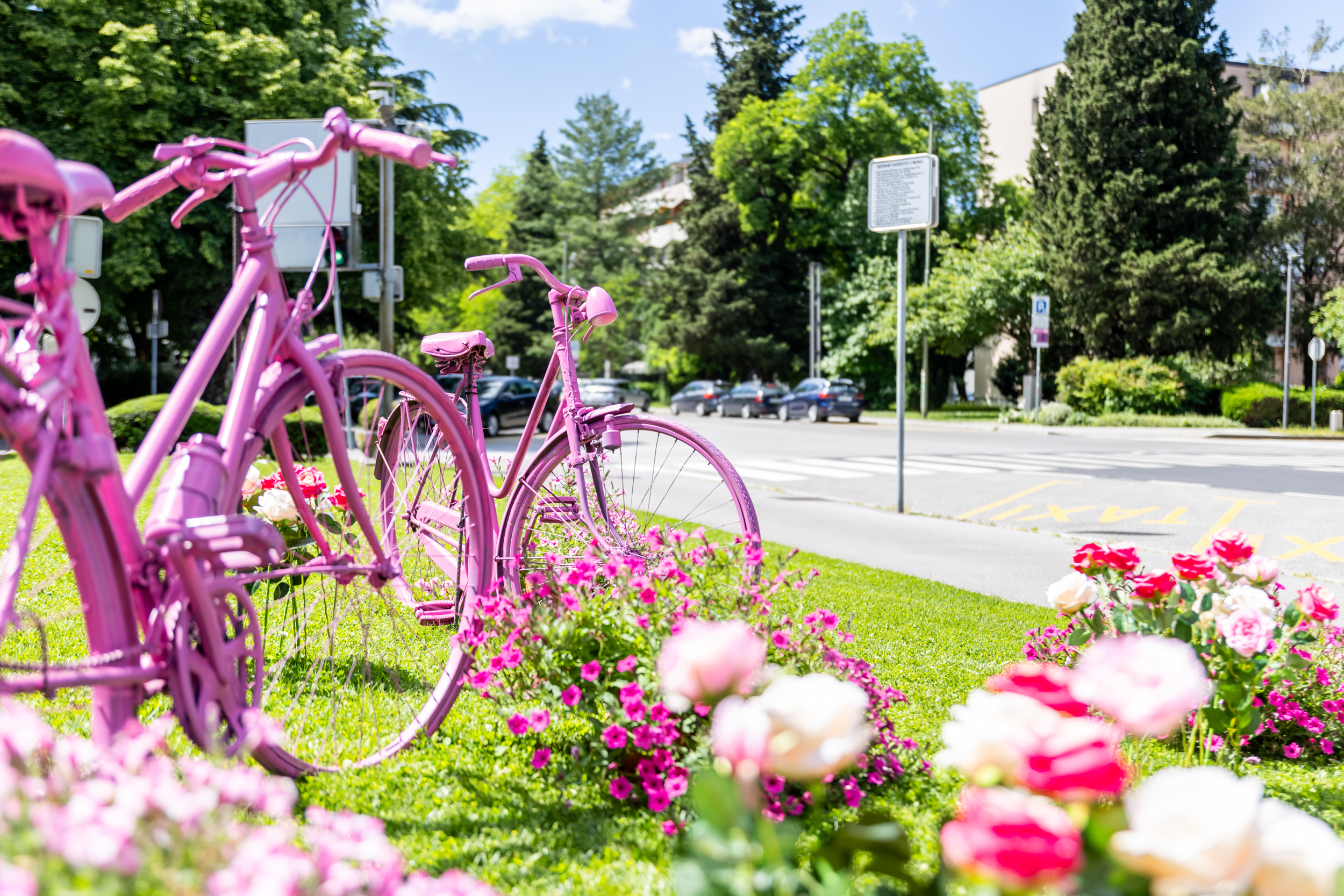 Okrašena Nova Gorica pričakuje prihod Gira