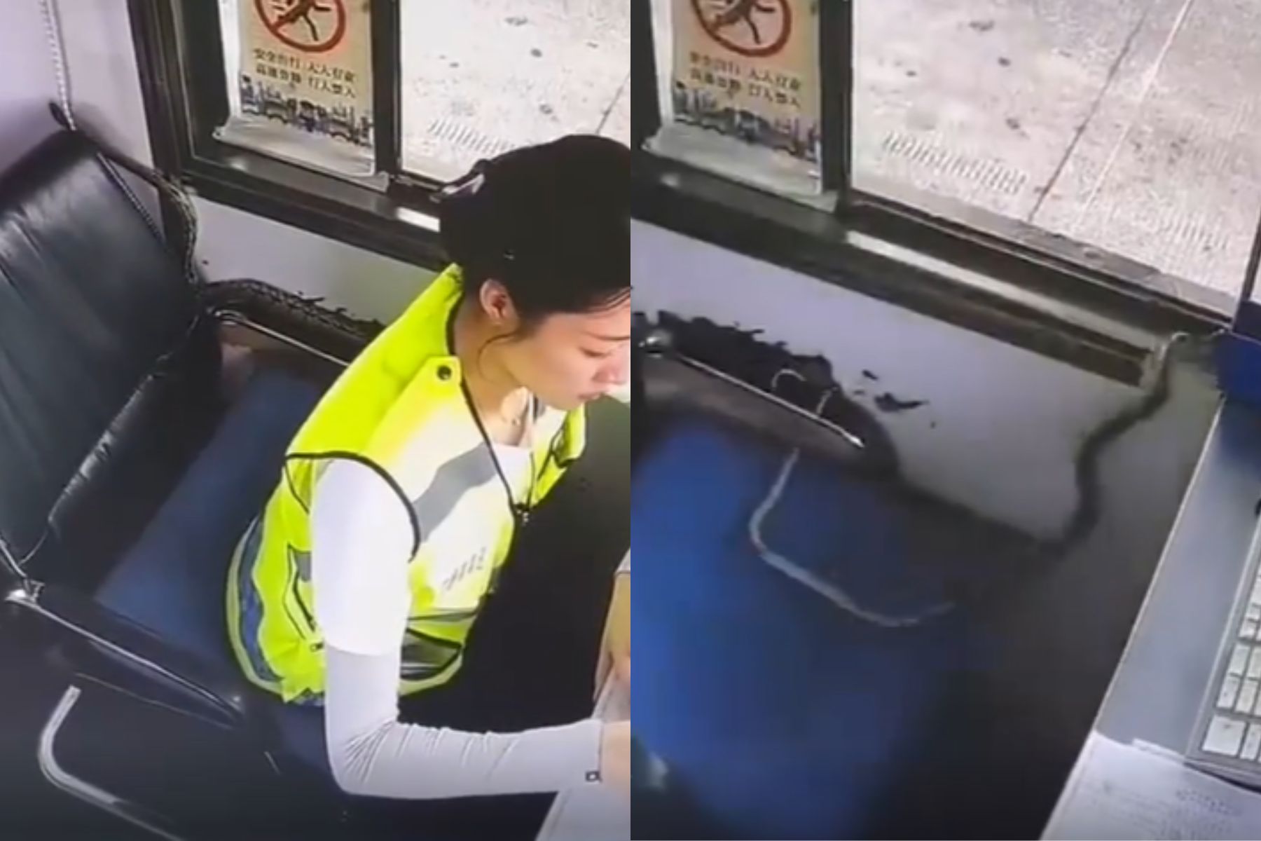 Kamera na cestninski postaji je ujela kačo, ki se je prikradla v delovni prostor