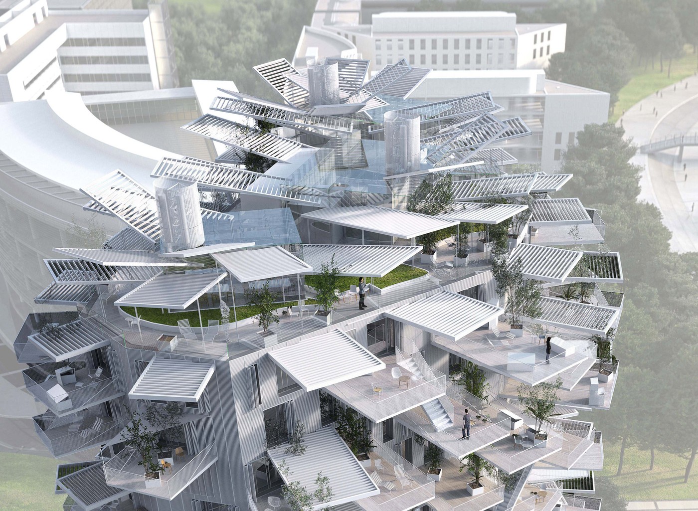 L'arbre blanc belo drevo Montpellier Francija 3