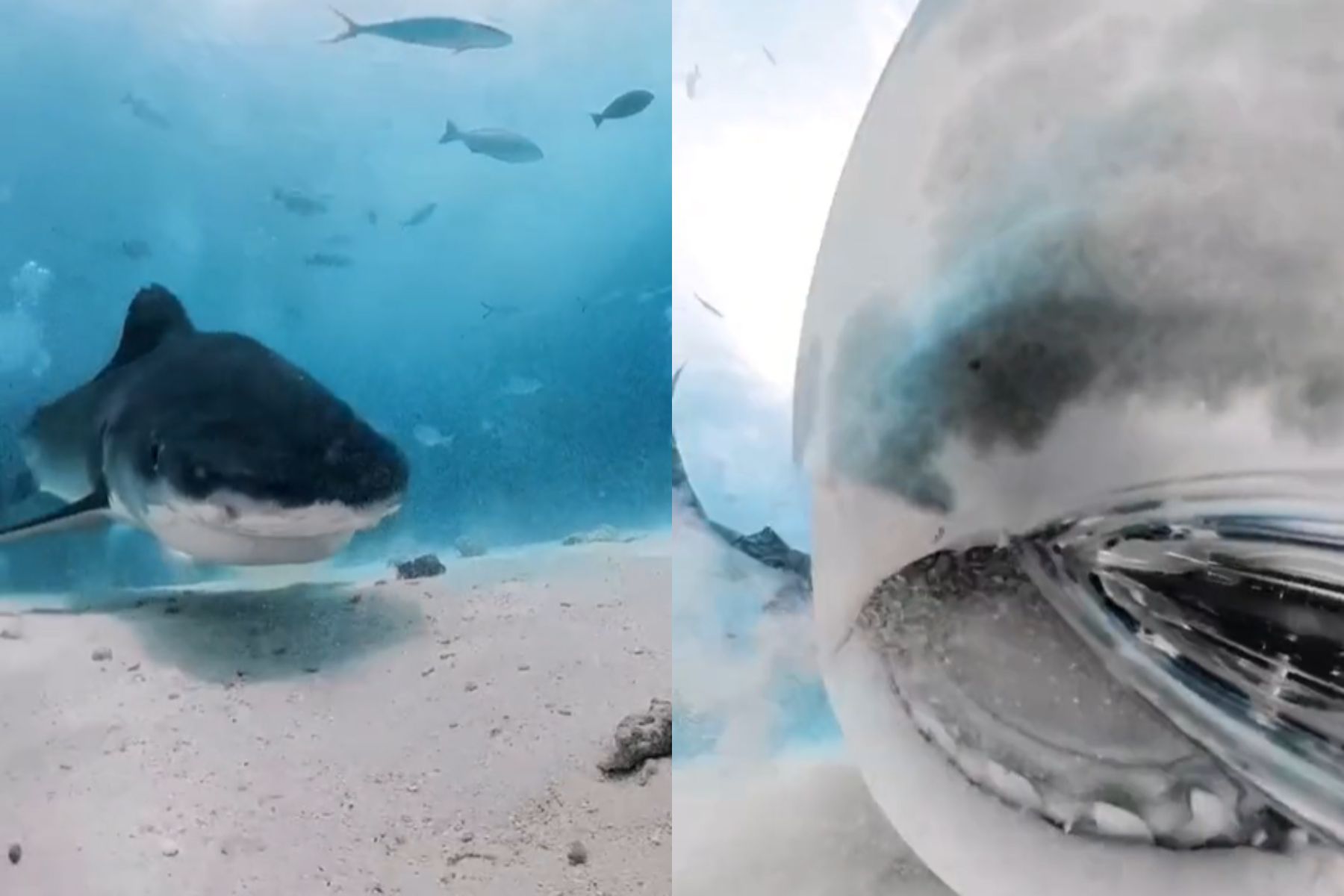 Tigrasti morski pes na Maldivih