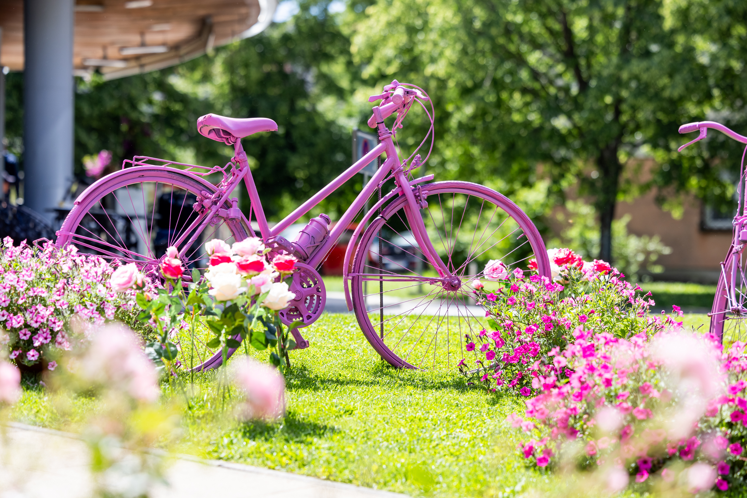 Okrašena Nova Gorica pričakuje prihod Gira