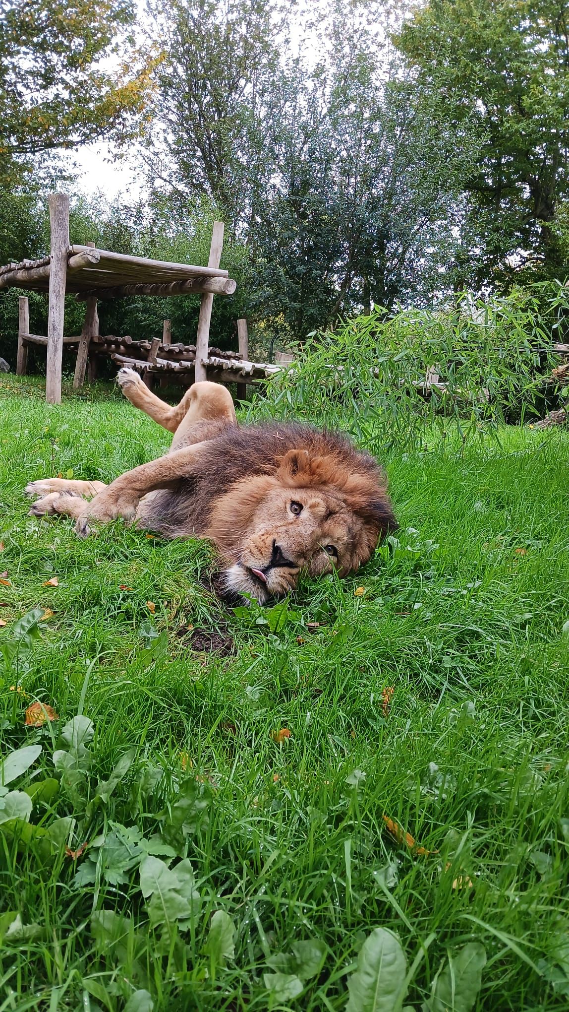 Azijski lev Raman v ZOO Ljubljana