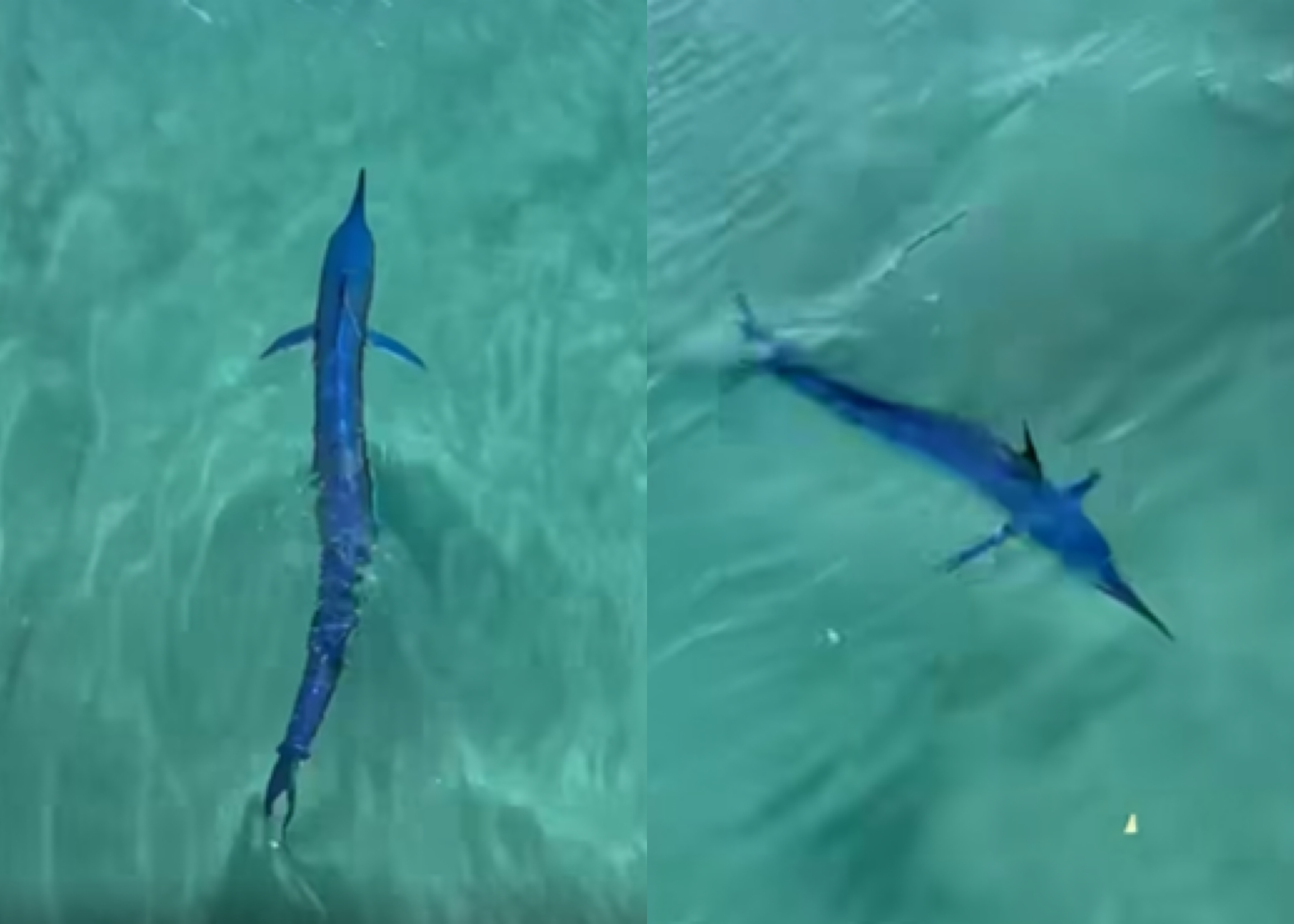 Makarsko pristanišče je obiskala sredozemska suličasta riba