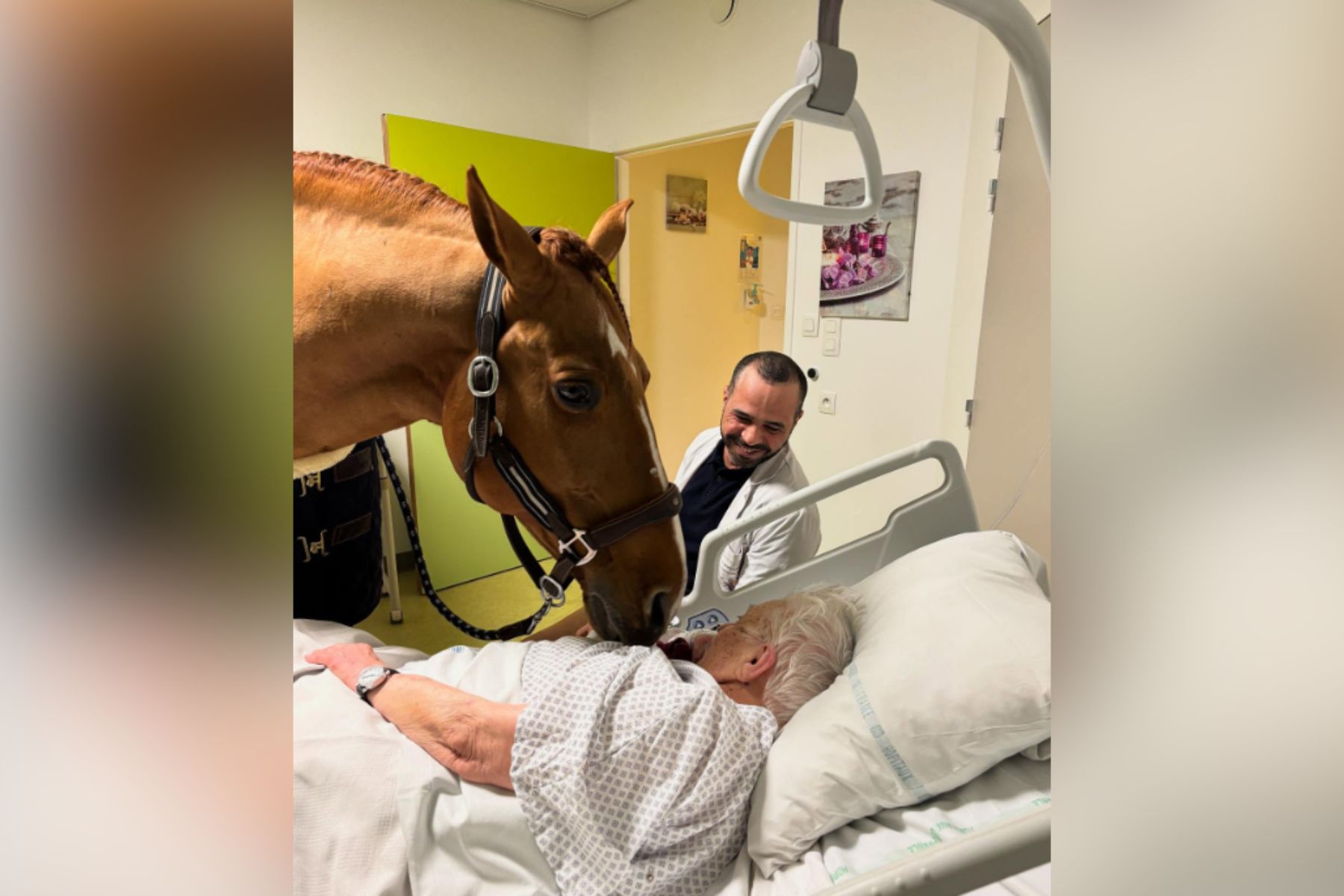 Konj Peyo v francoski bolnišnici Calais