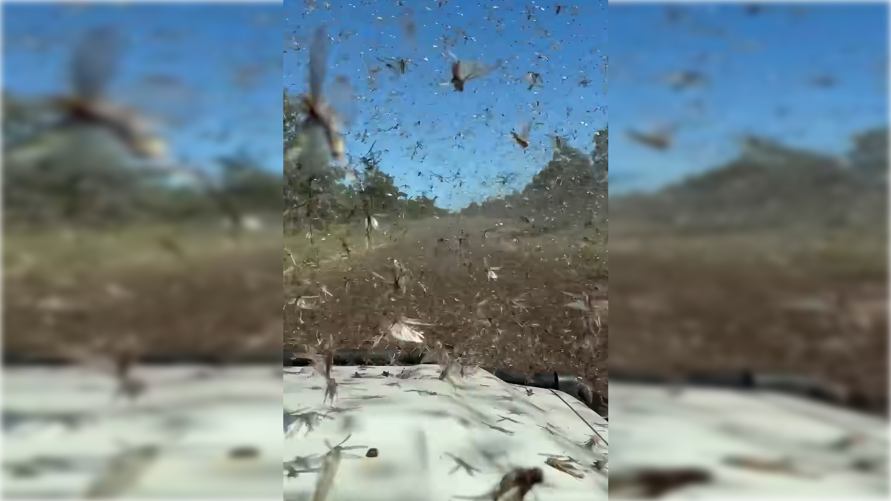 Prizori kobilic v avstralskem Queenslandu