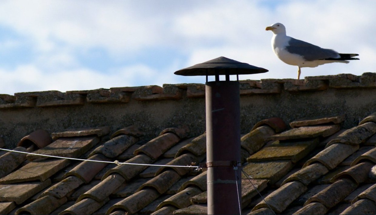 galeb na Sikstinski kapeli
