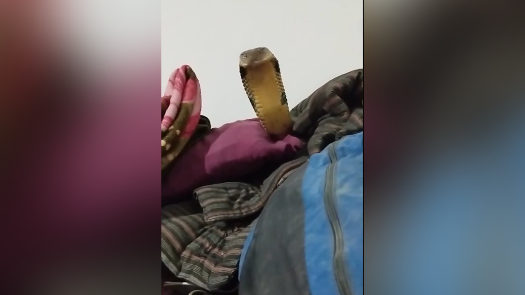 Kraljeva kobra se je priplazila v posteljo