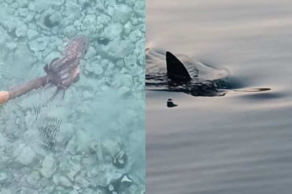 Hobotnica in morski pes