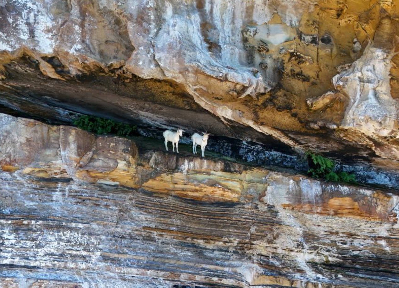 koze santa barbara Brazilija