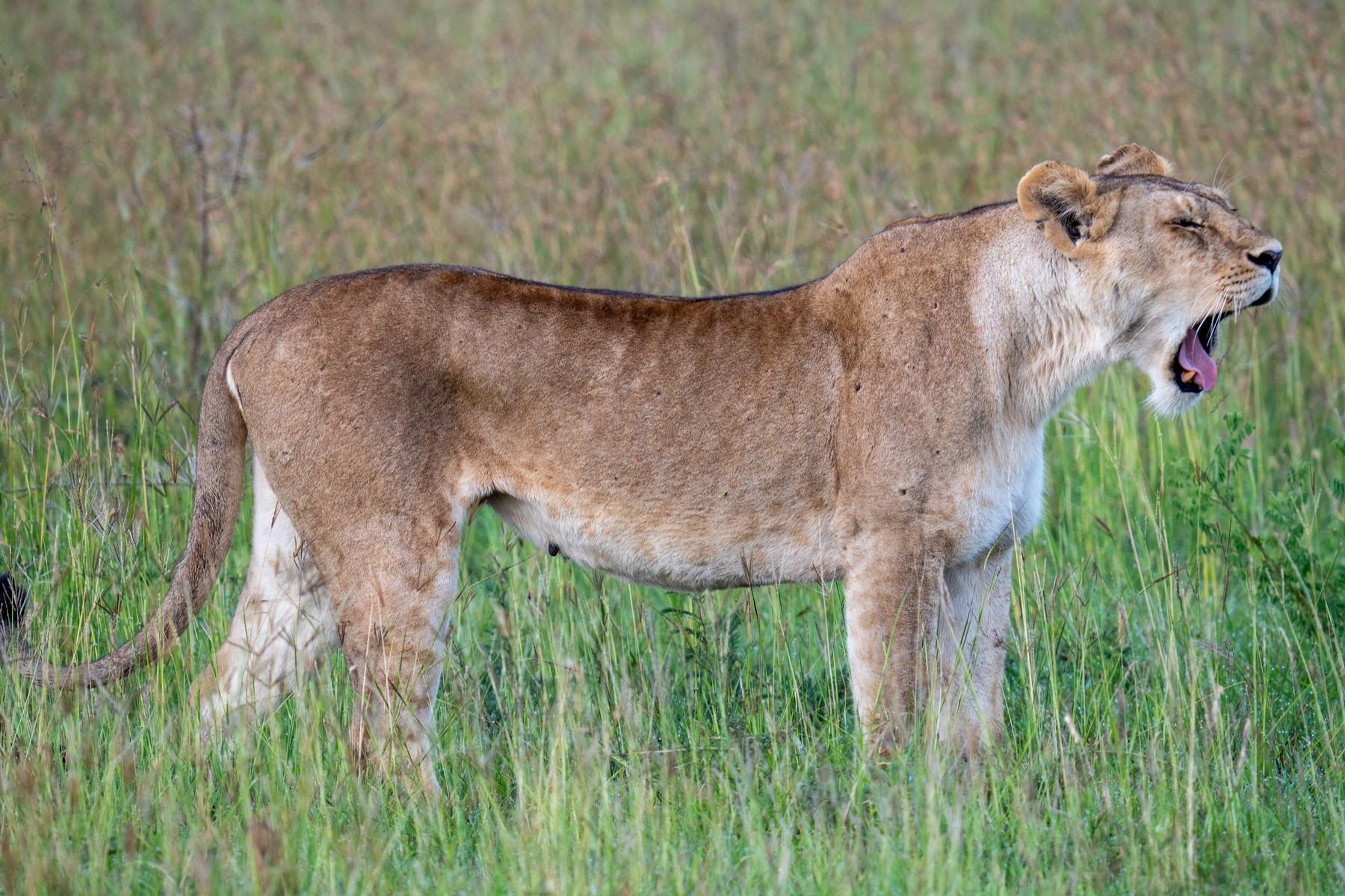 Levinja na široko zeha
