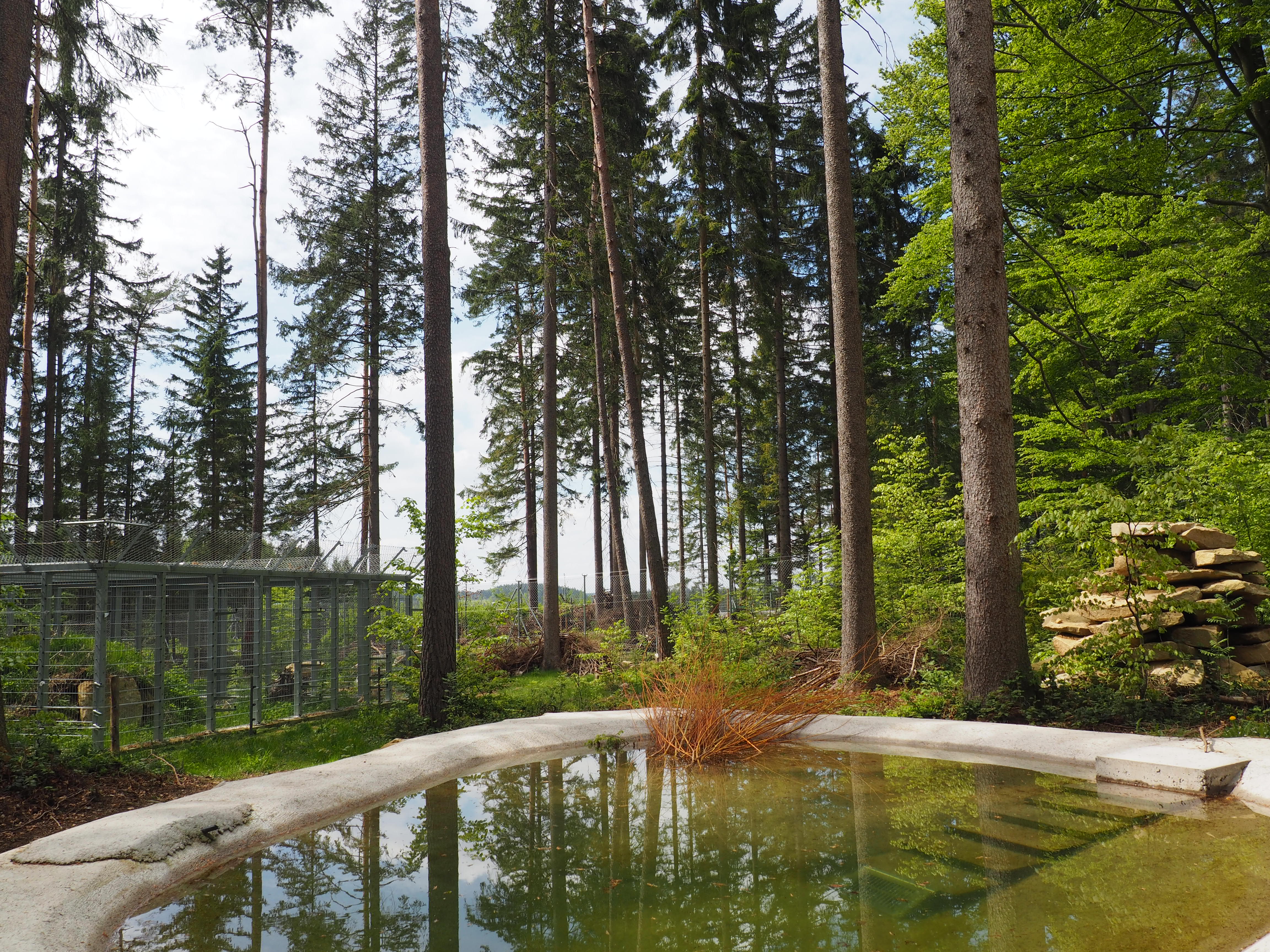 Zunanja ograda za medveda Felixa v medvedjem zatočišču Arbesbach.