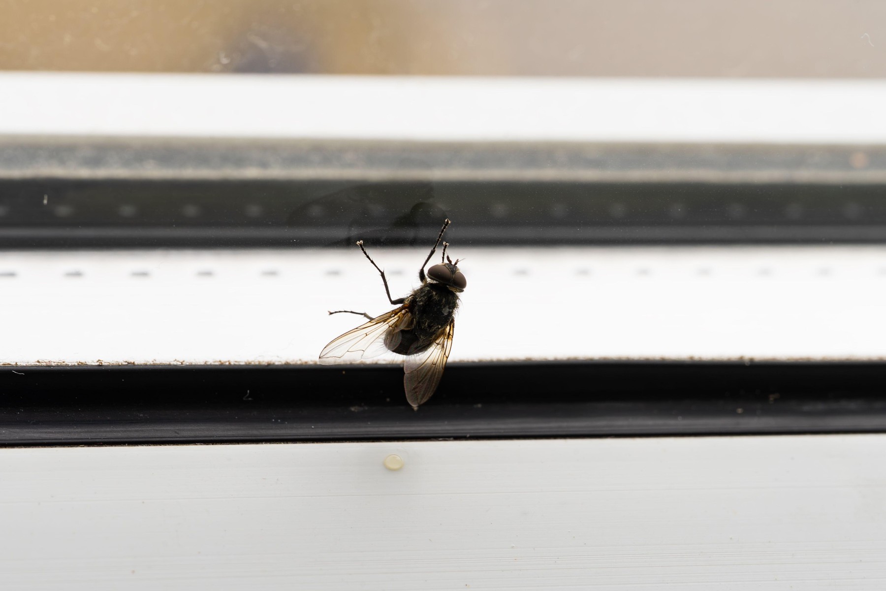 muha na okenski polici