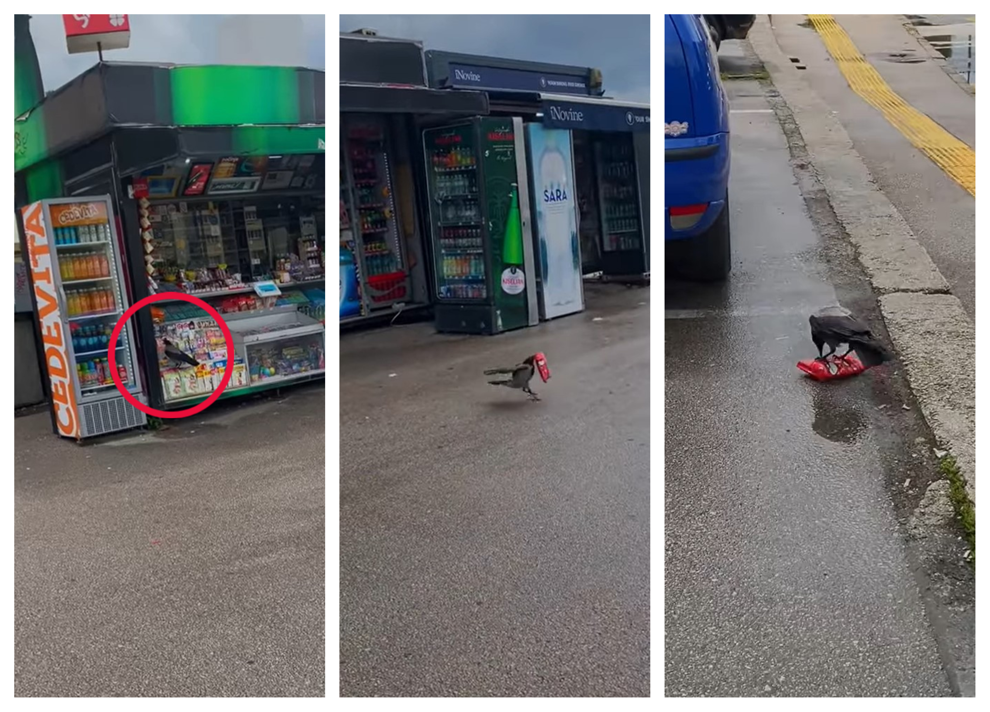 vrana Sarajevo Bosna in Hercegovina viralno