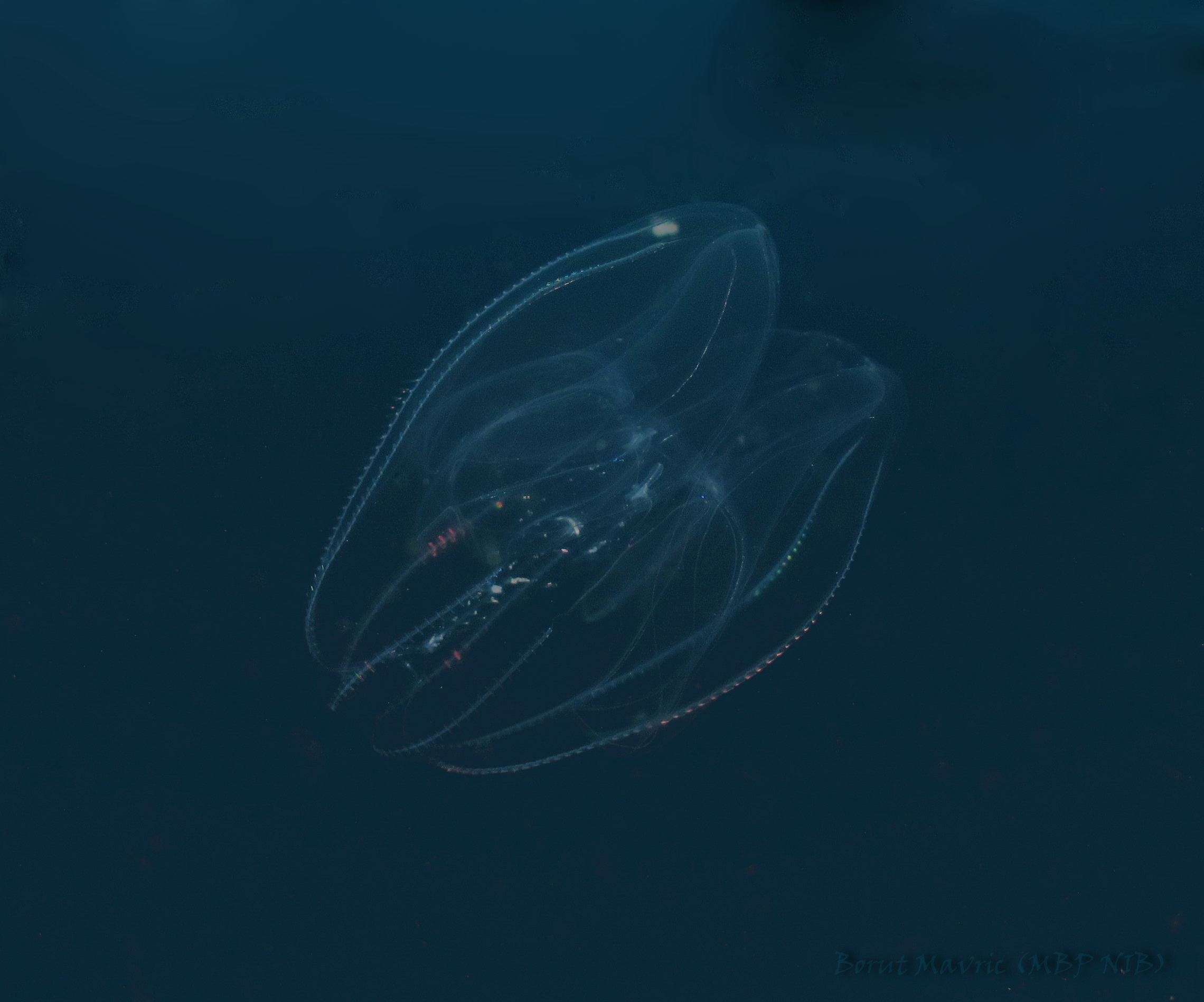 Tujerodna rebrača - Mnemiopsis leidyi