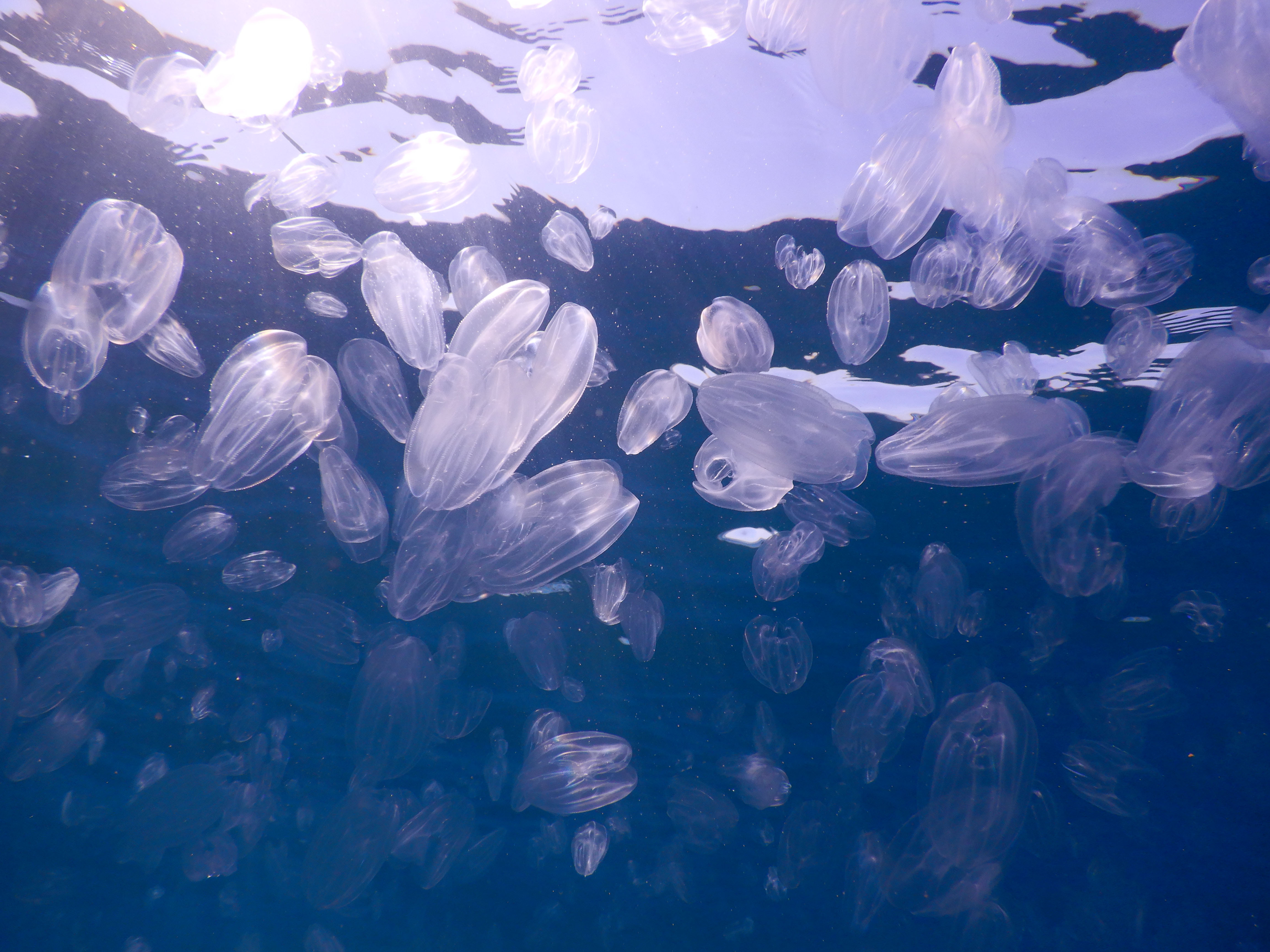 Morje preplavljeno z rebračami.