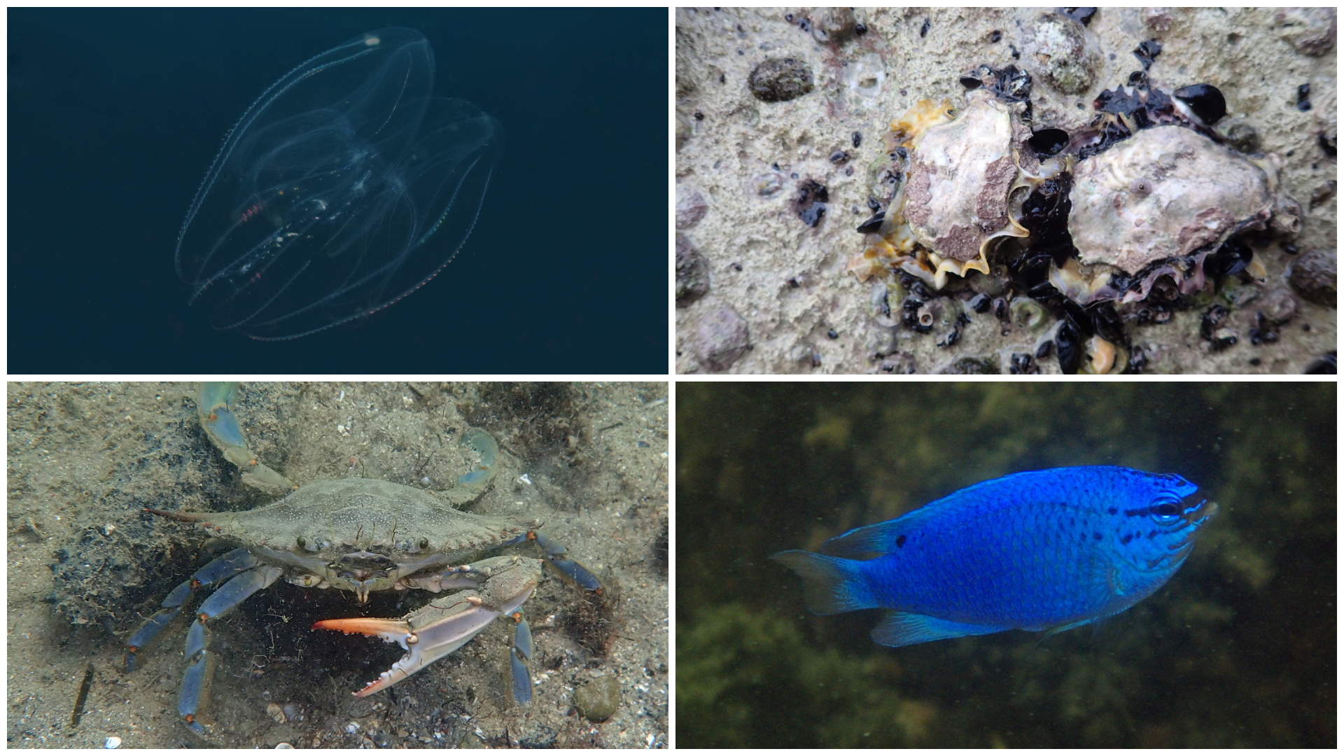 Rebrača, japonska ostriga, modra rakovica in modra gospica