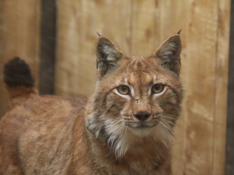 Ogrožena vrsta risa