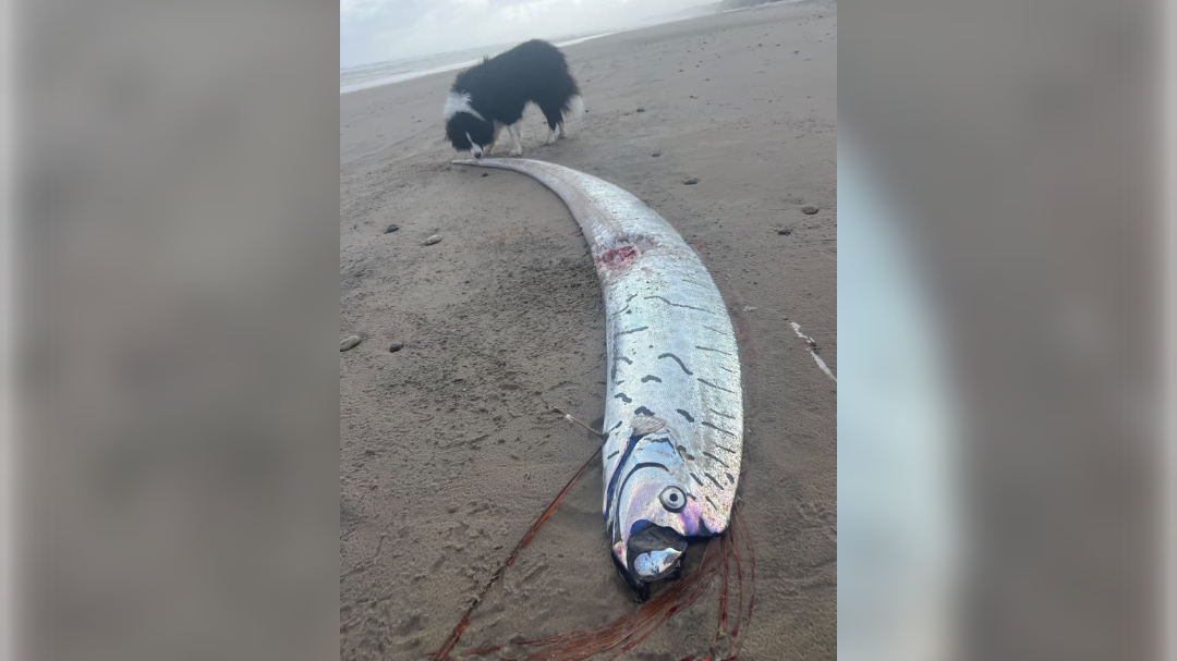 Na obalo Tasmanije naplavilo "znanilko usodnega dne"